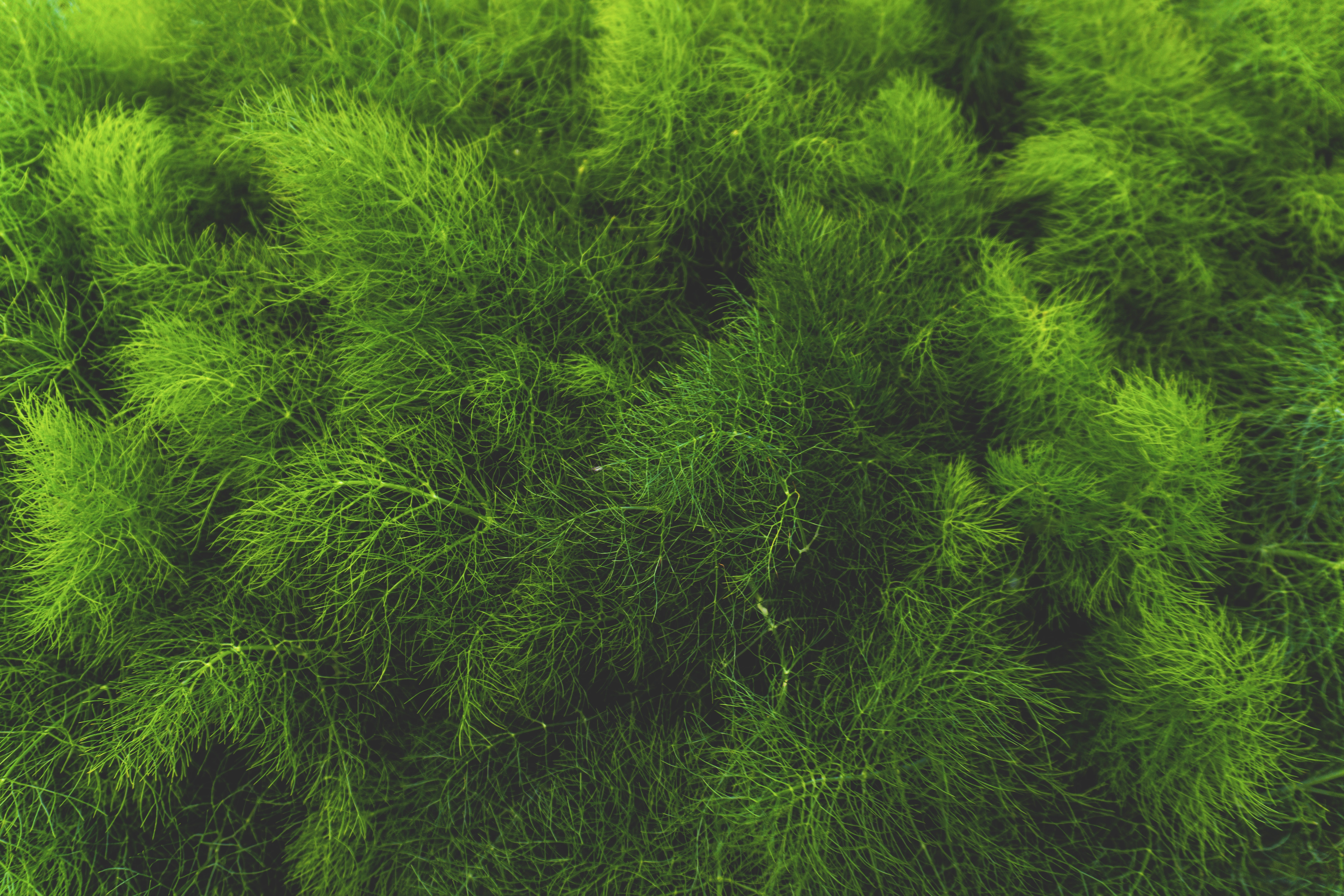 Зелень мох