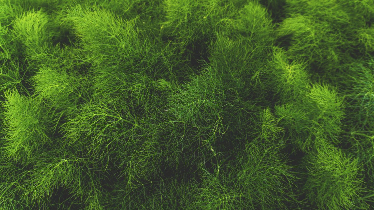 Grass plant. Grass Green ягель. Хлорелла мха. Смарагд мох. Greenery мох.