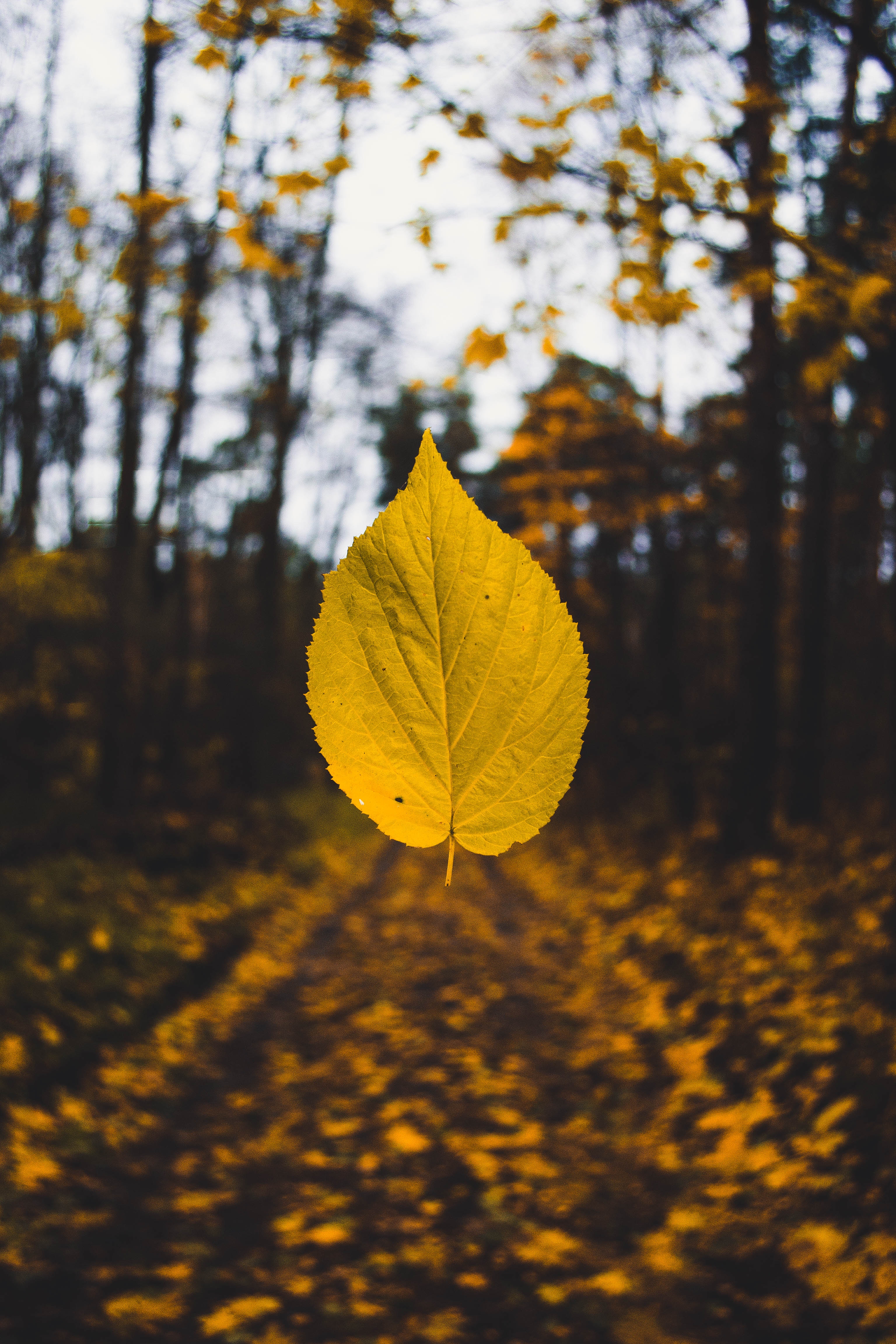 blur, levitation, autumn, yellow, macro, smooth, sheet, leaf cell phone wallpapers