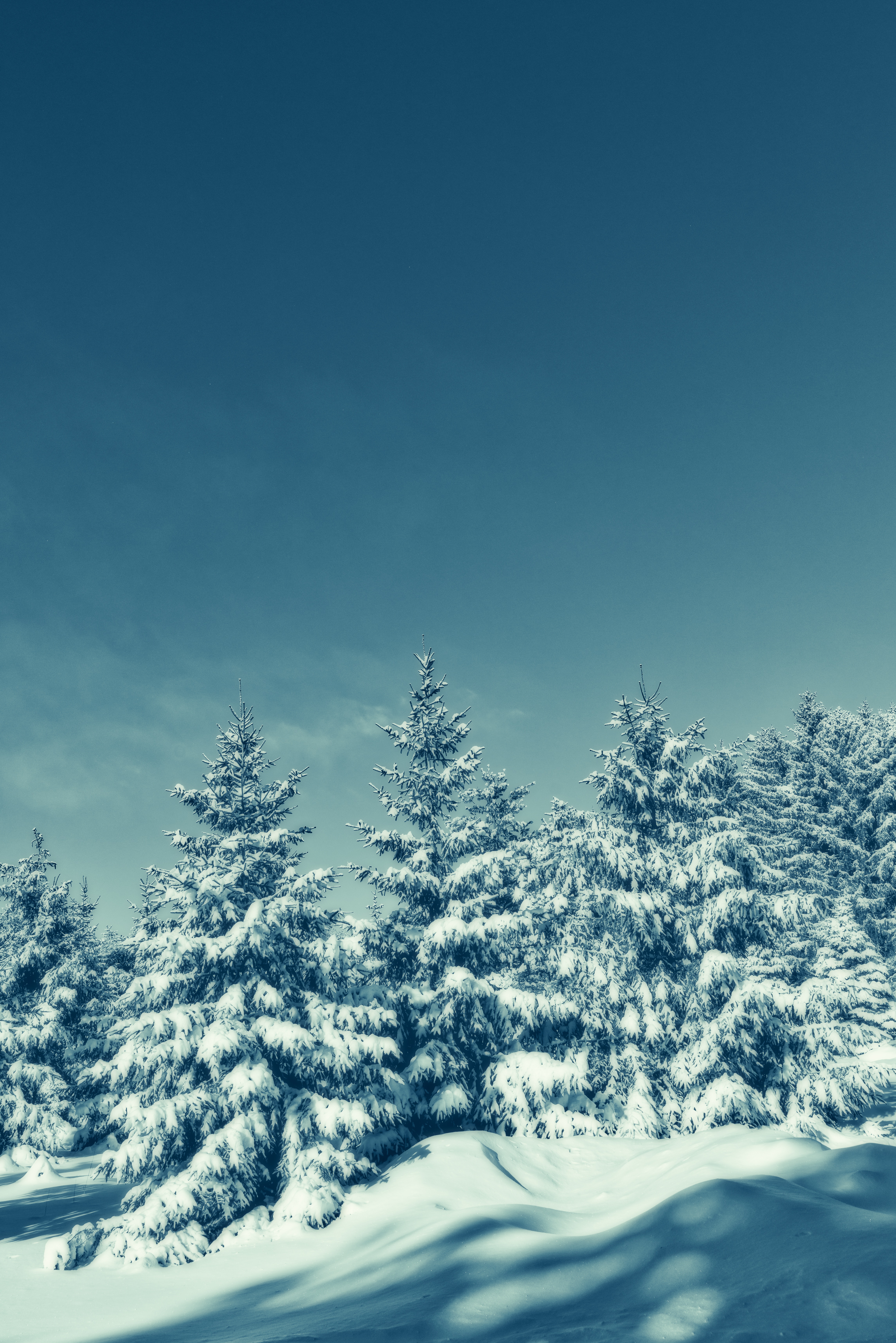 winter, nature, trees, sky, snow, snow covered, snowbound Desktop home screen Wallpaper