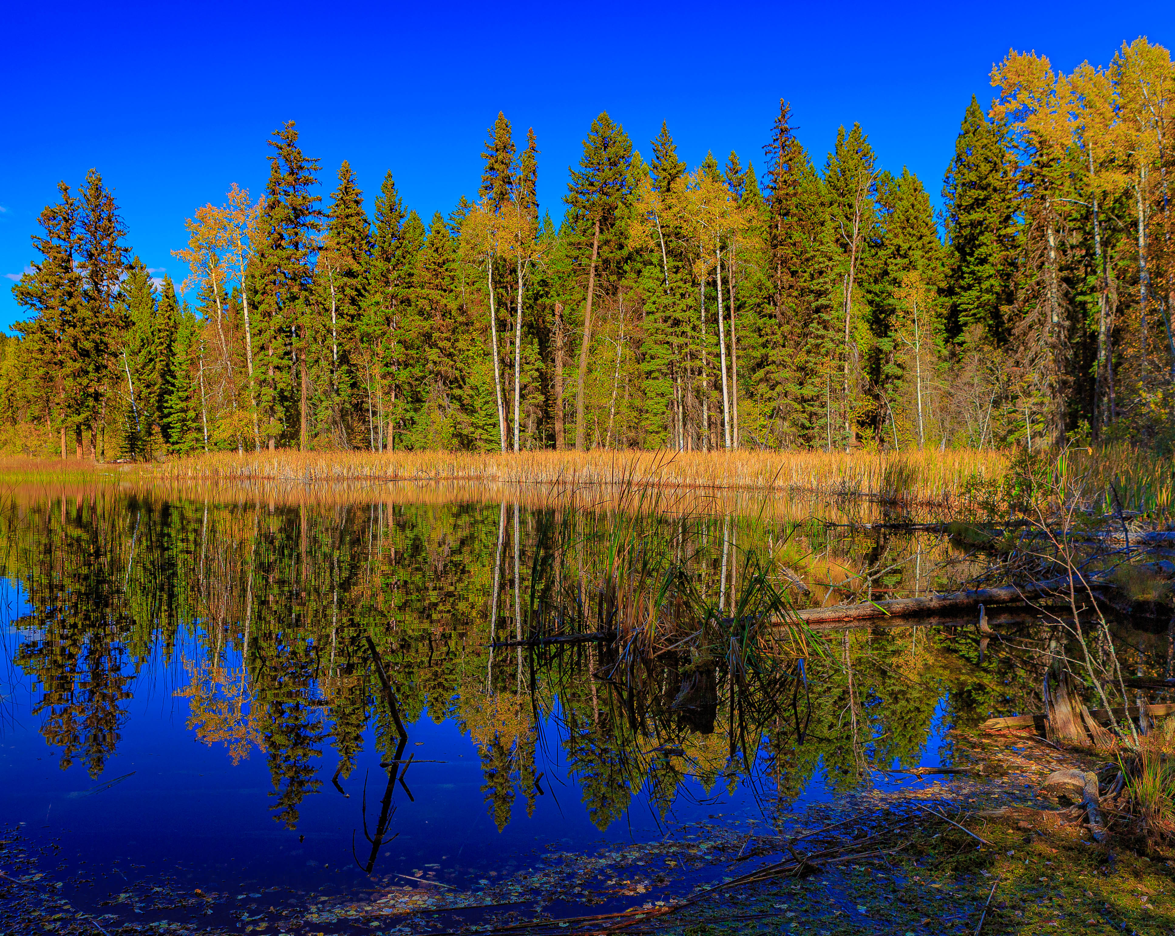 Скачать картинку Озеро, Деревья, Отражение, Природа, Пейзаж, Лес в телефон бесплатно.