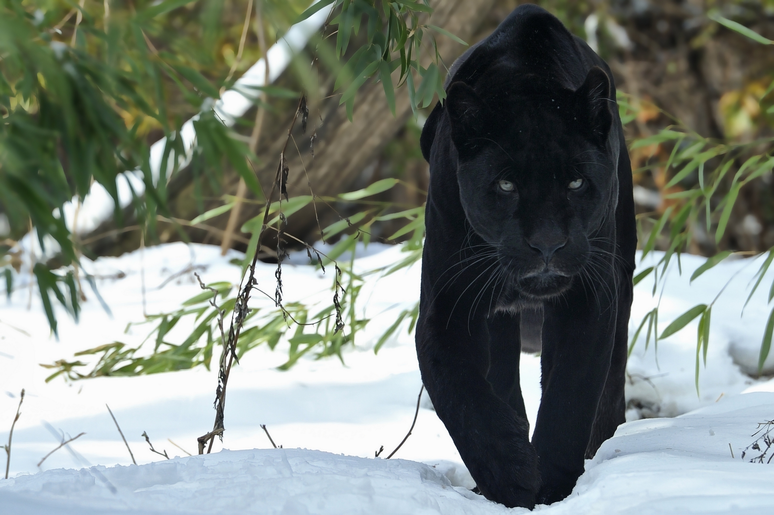 panther, big cat, predator, stroll, winter, animals, snow HD wallpaper