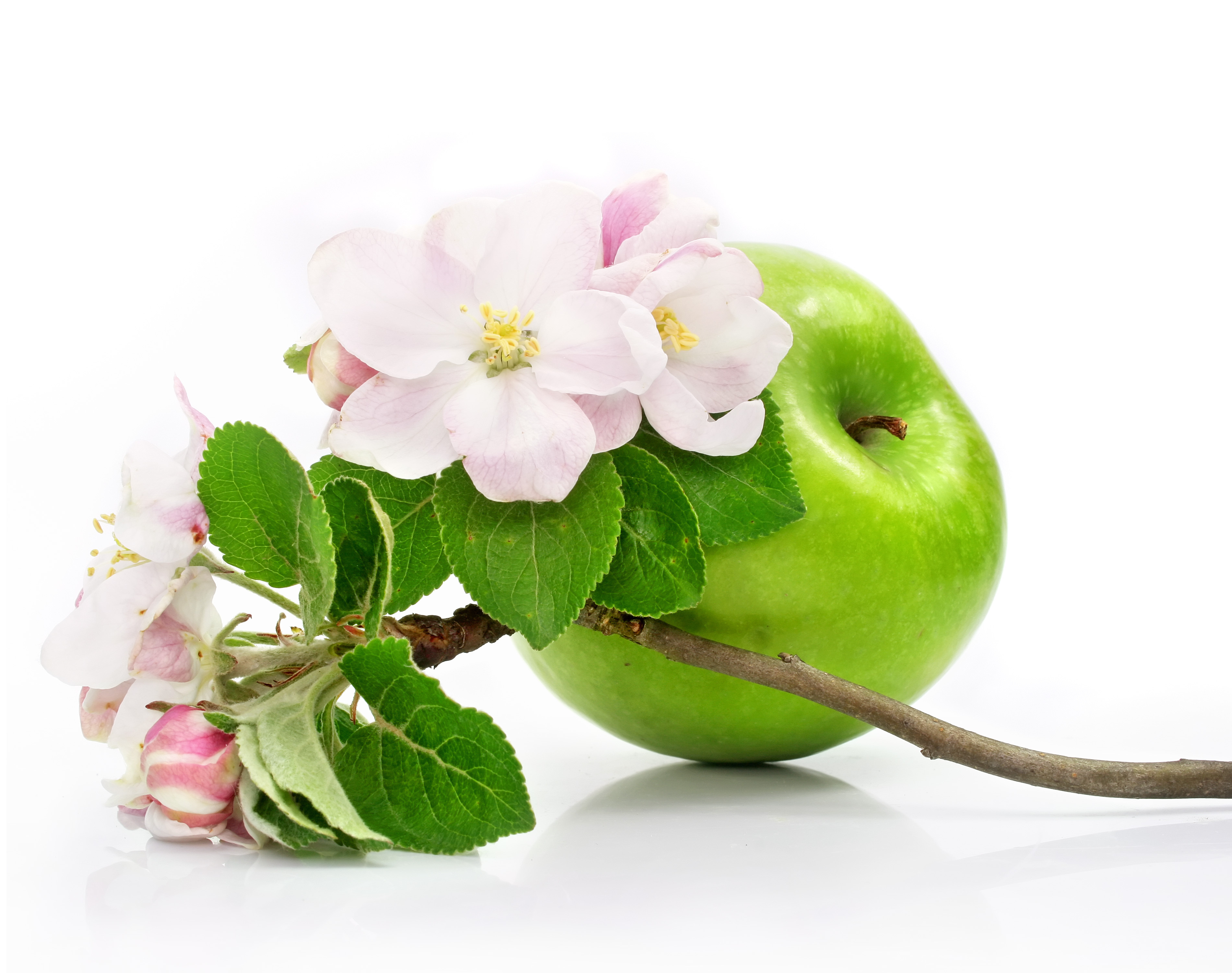 фото яблоки с цветами