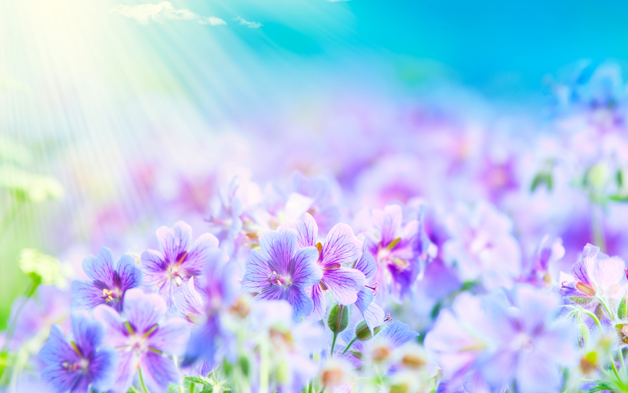 background, flowers, plants, blue Full HD