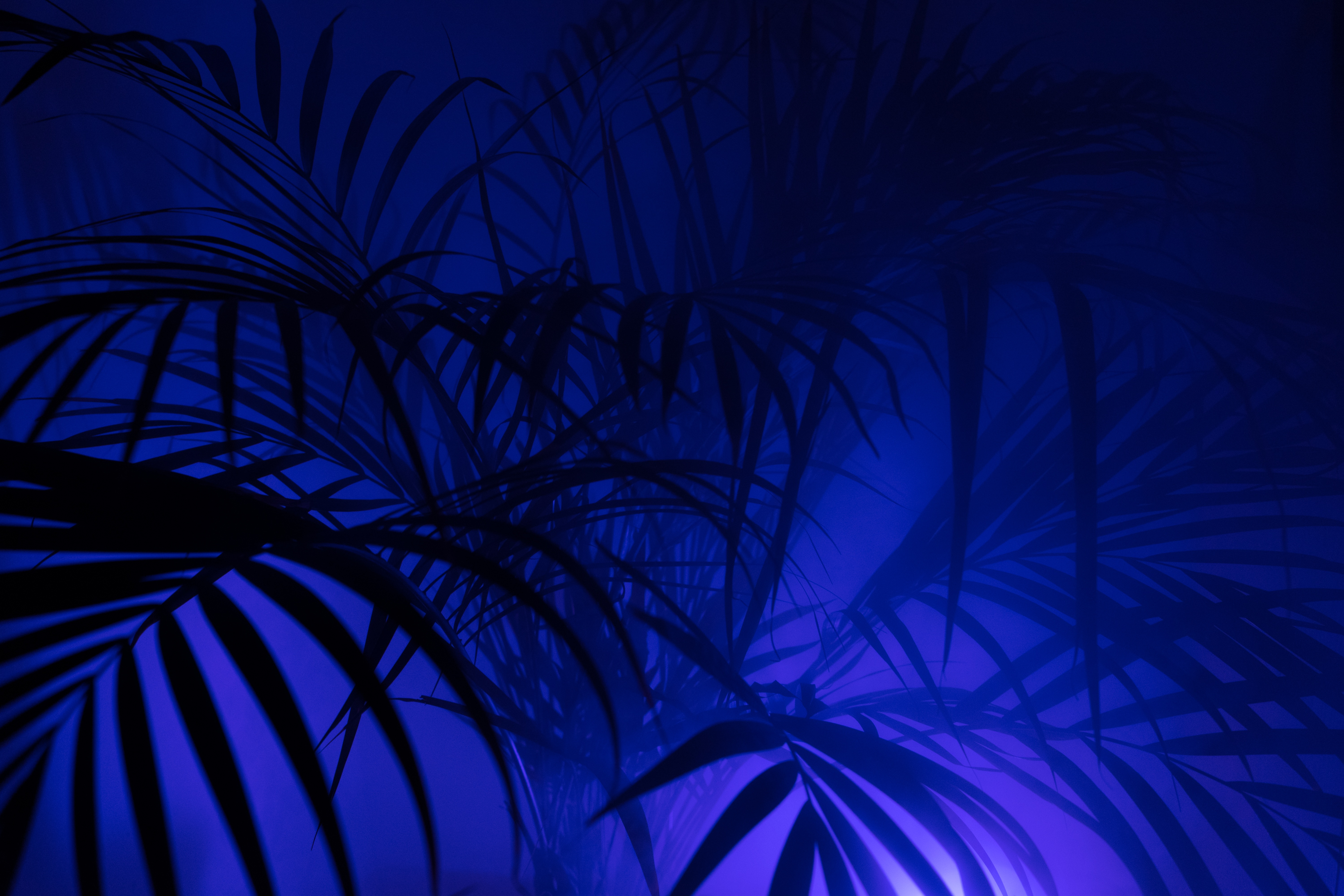 Free download wallpaper Palm, Branches, Dark, Leaves, Silhouettes on your PC desktop