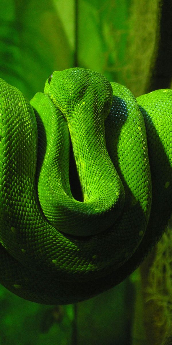 Большие зеленые змеи. Змея. Зеленая змея. Зеленая змея с капюшоном. Зеленая водяная змея.