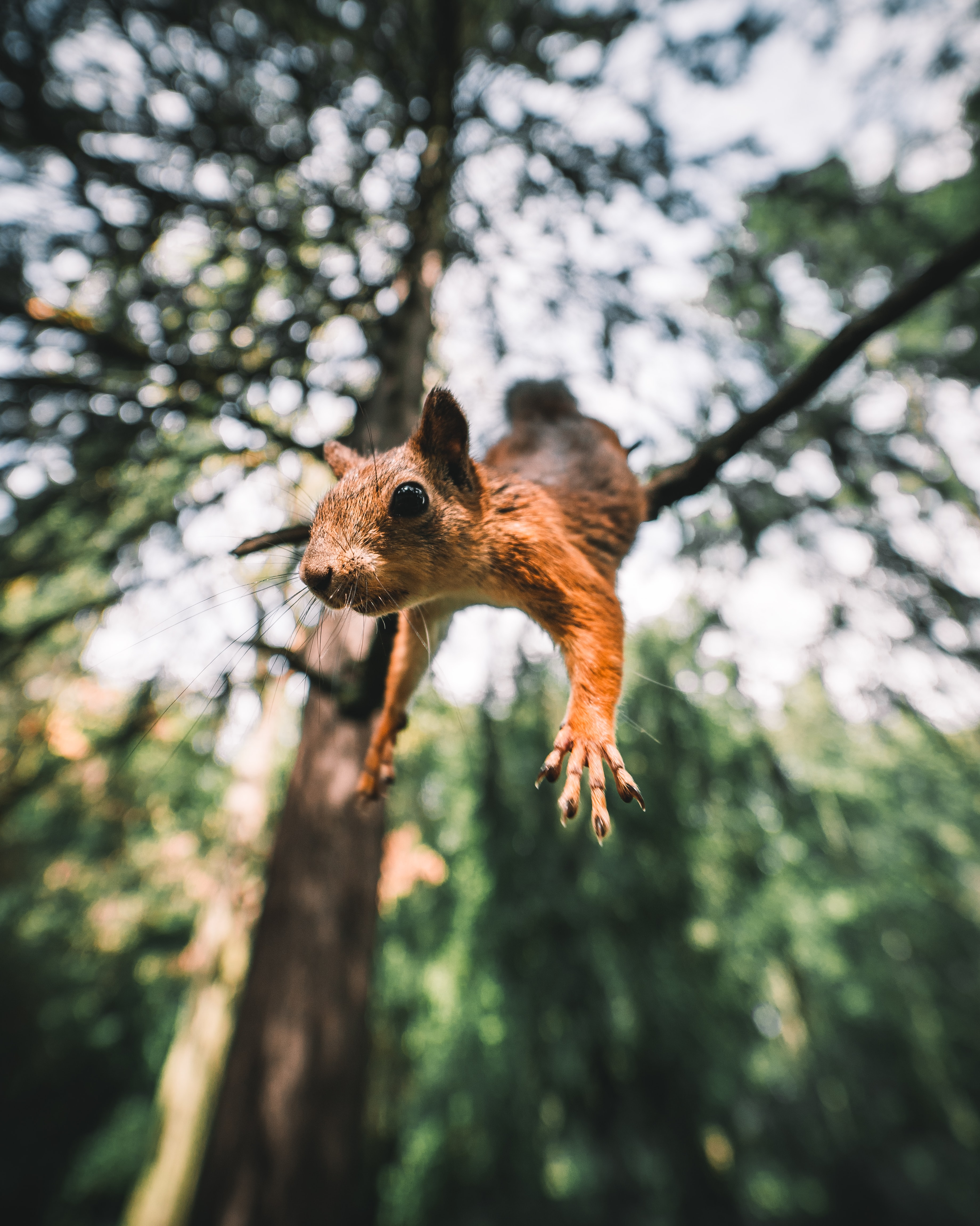 funny, animals, squirrel, bounce, jump, paws, rodent 8K
