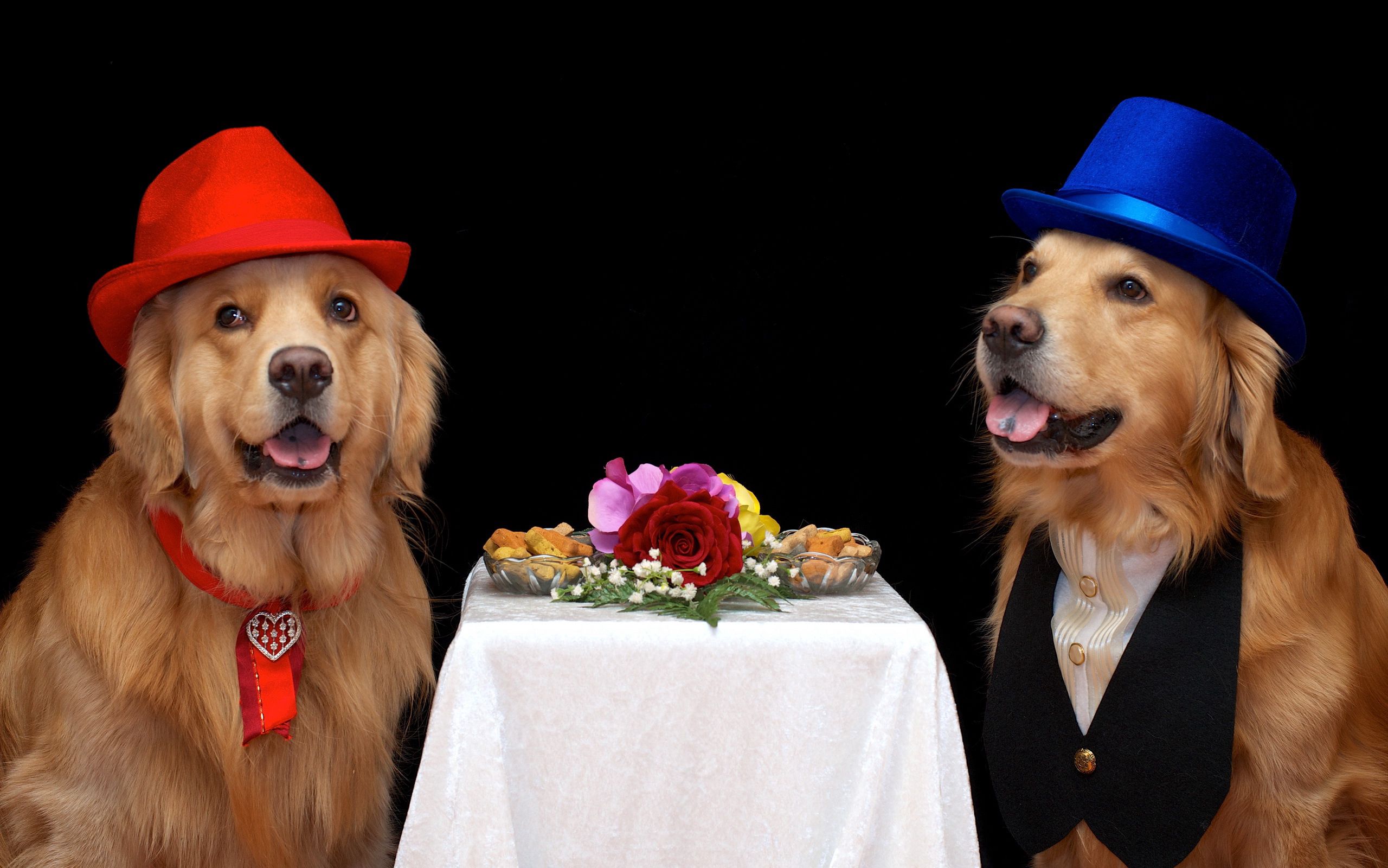 Download mobile wallpaper Hats, Animals, Food, Flowers, Dogs for free.