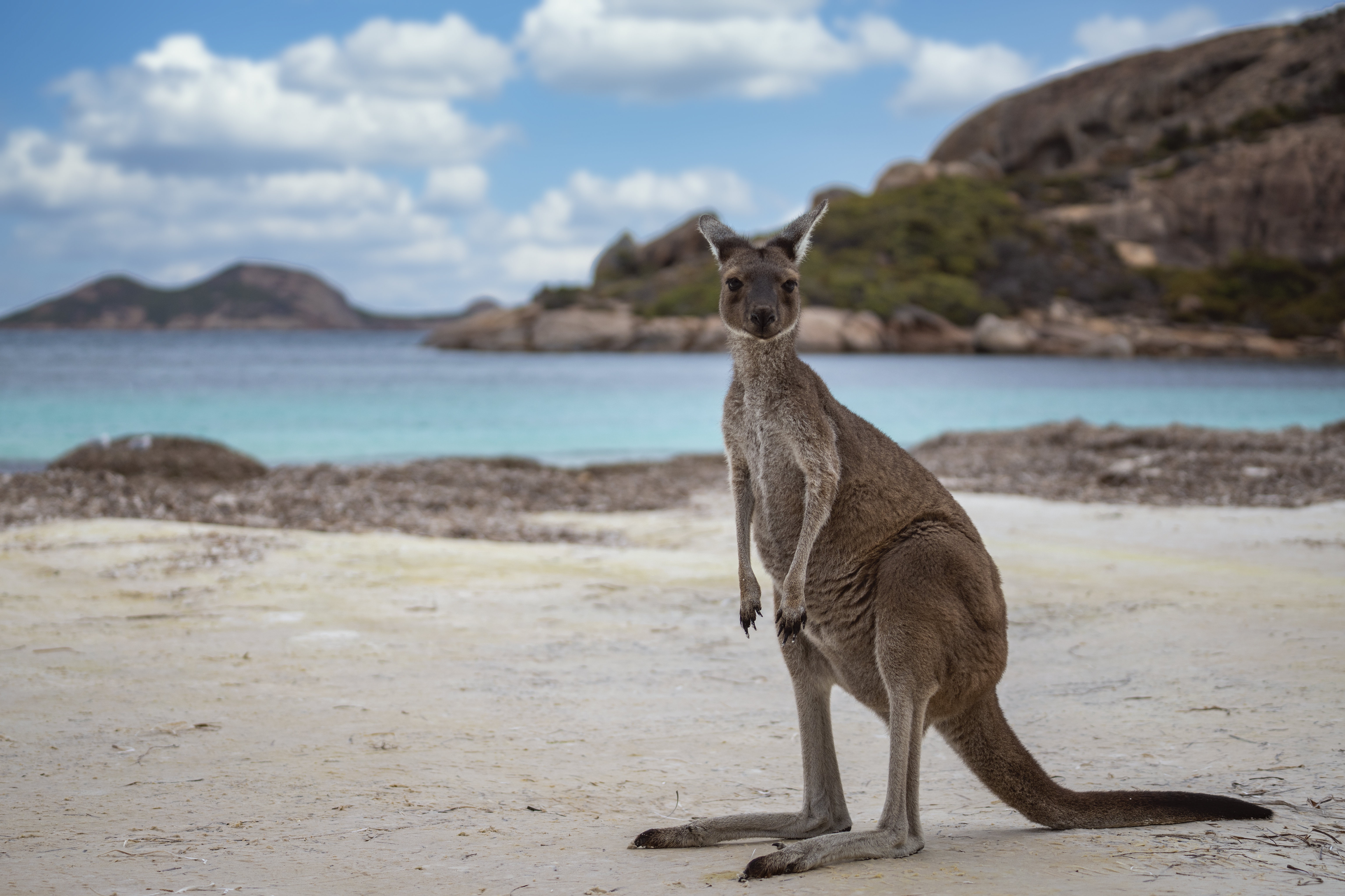 Most kangaroos live. Кенгуру в Австралии. Кенгуру животное Австралии. Сидней кенгуру. Австралия кенгуру Континент.