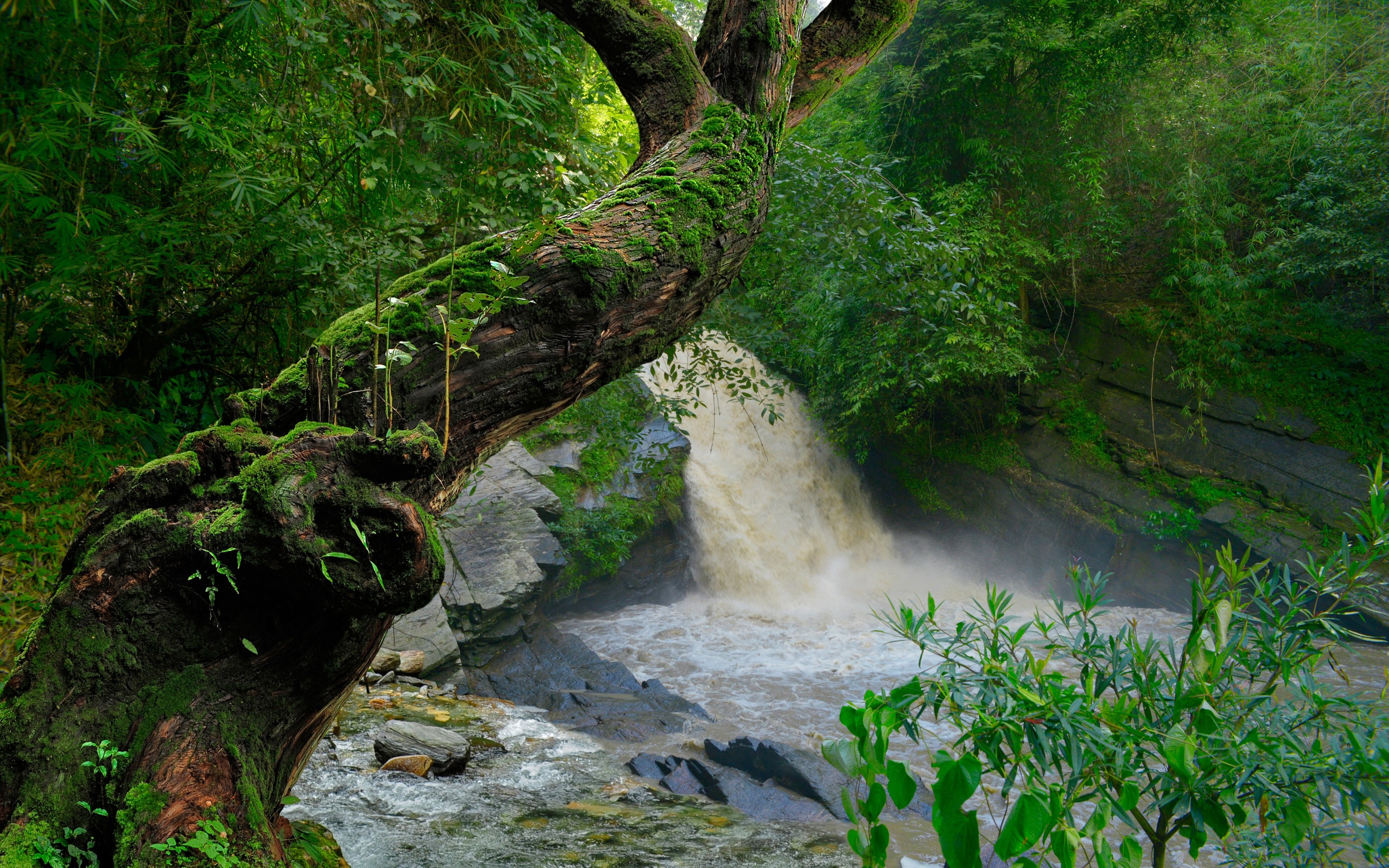 Мшистый лес Абхазия водопад