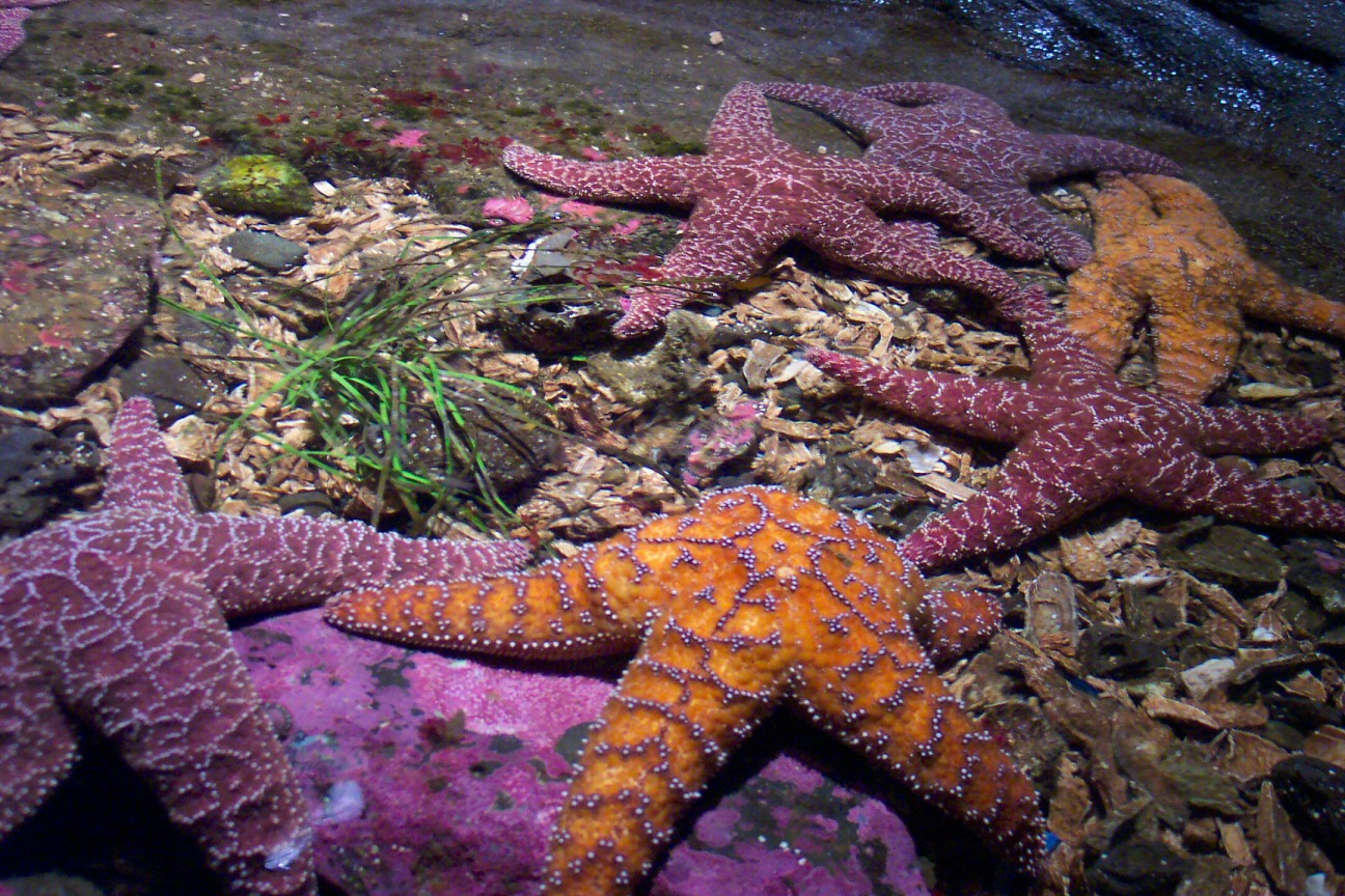 HD Starfish Android Images