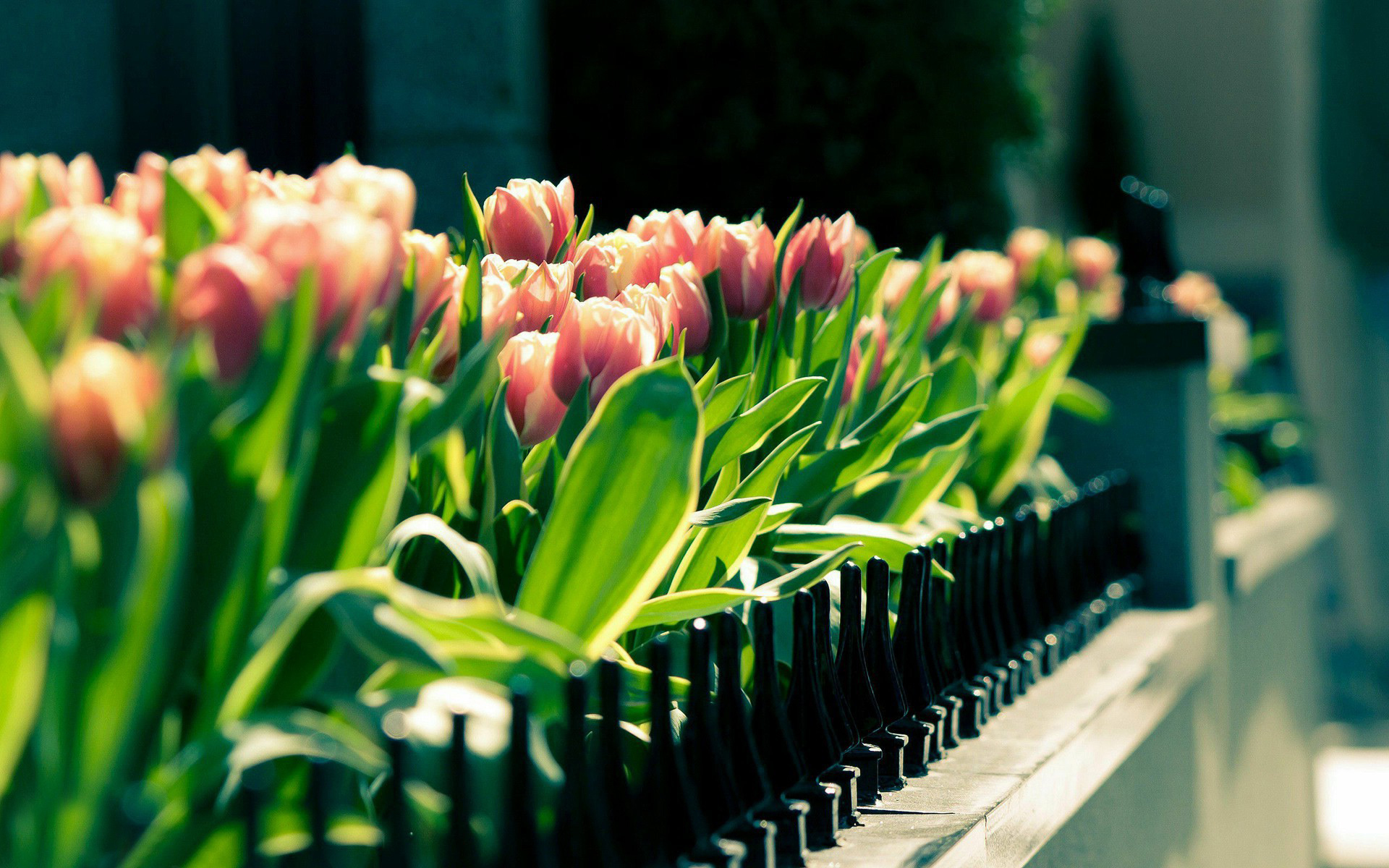 47624 Bildschirmschoner und Hintergrundbilder Tulpen auf Ihrem Telefon. Laden Sie  Bilder kostenlos herunter