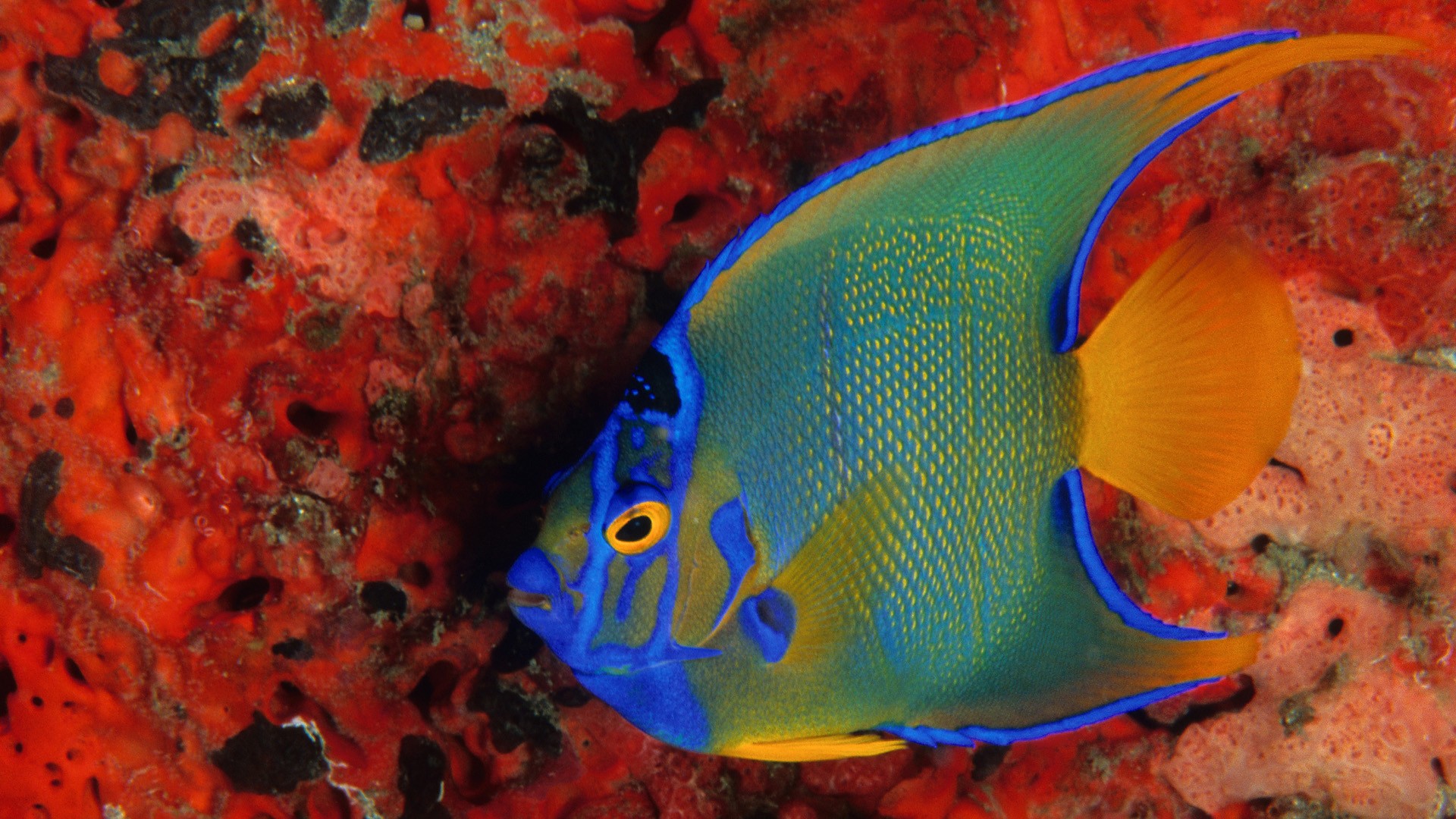 Разноцветные морские рыбки