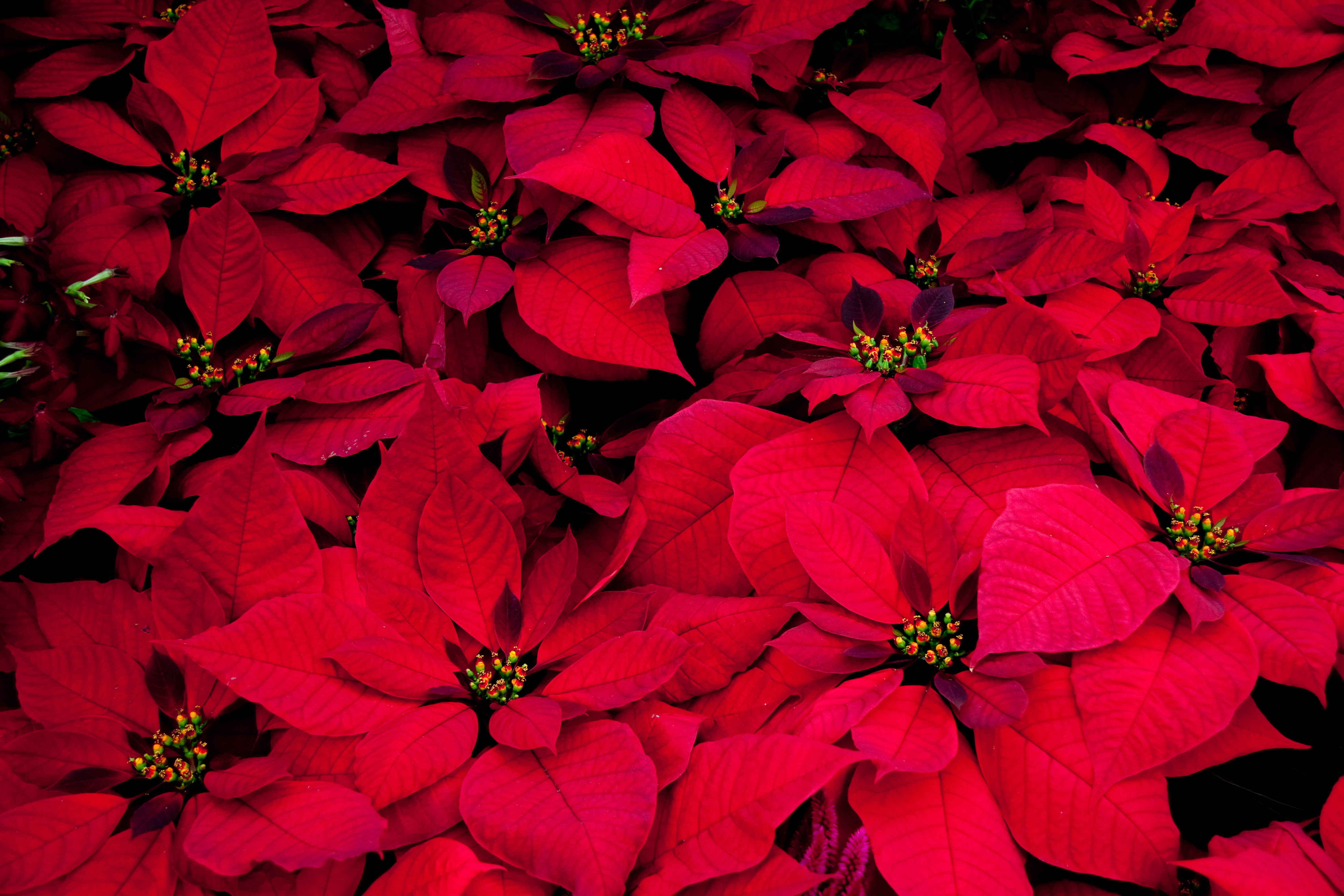 122196 Hintergrundbild herunterladen weihnachtsstern, blumen, blätter, rot, pflanze, euphorbia ist das schönste, die milch ist schön - Bildschirmschoner und Bilder kostenlos