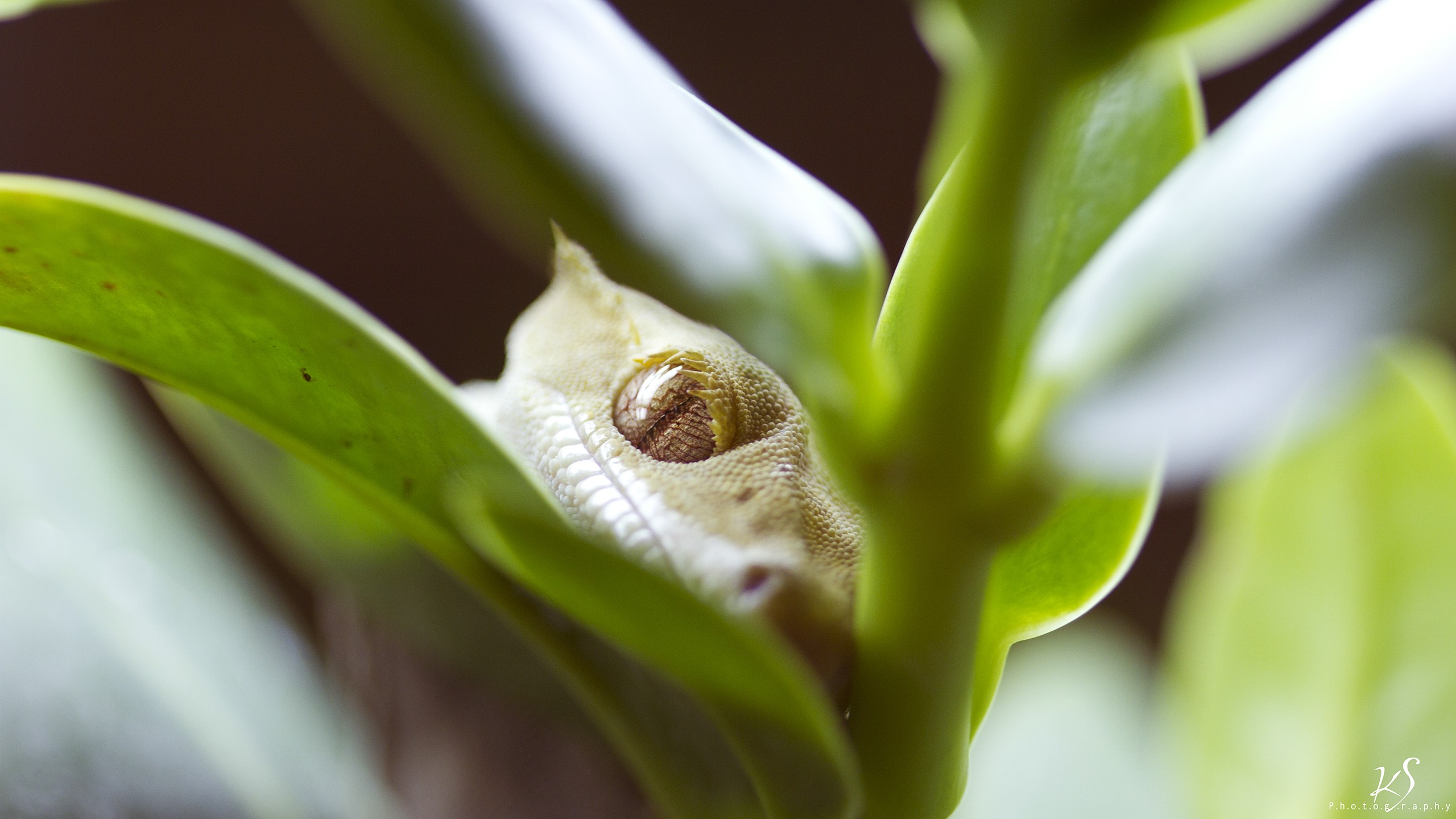 animal, gecko, reptiles Phone Background