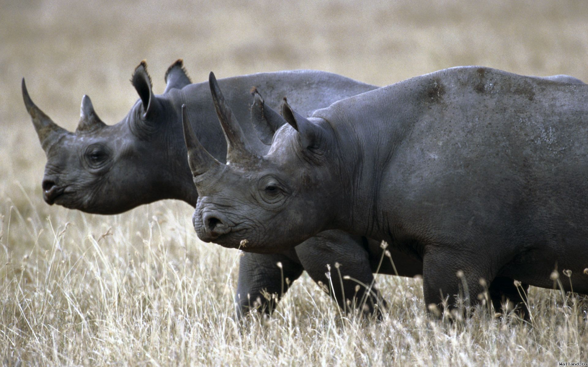 68759 скачать обои животные, трава, пара, прогулка, носороги - заставки и картинки бесплатно