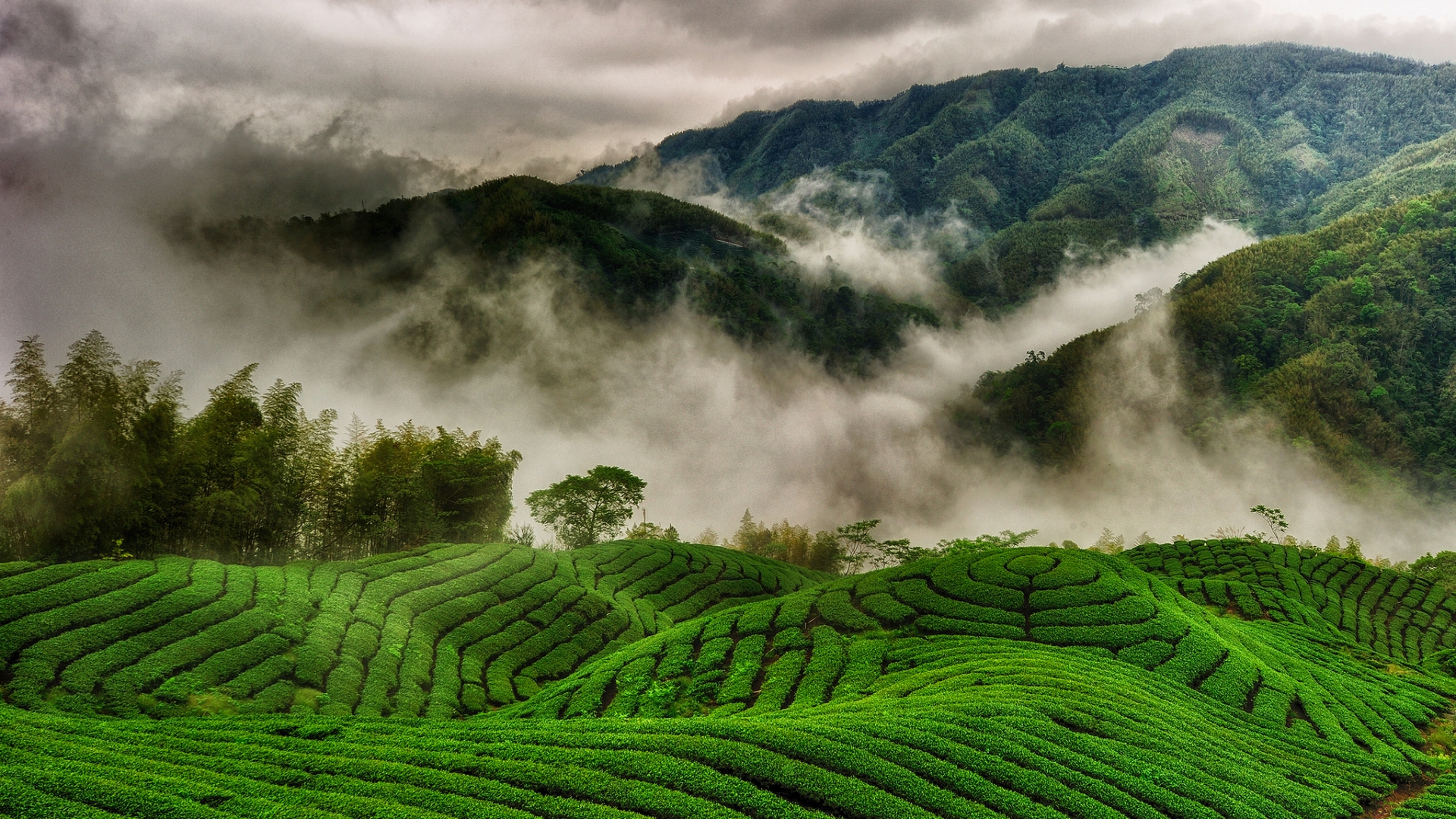 Чайные плантации горы Уишань