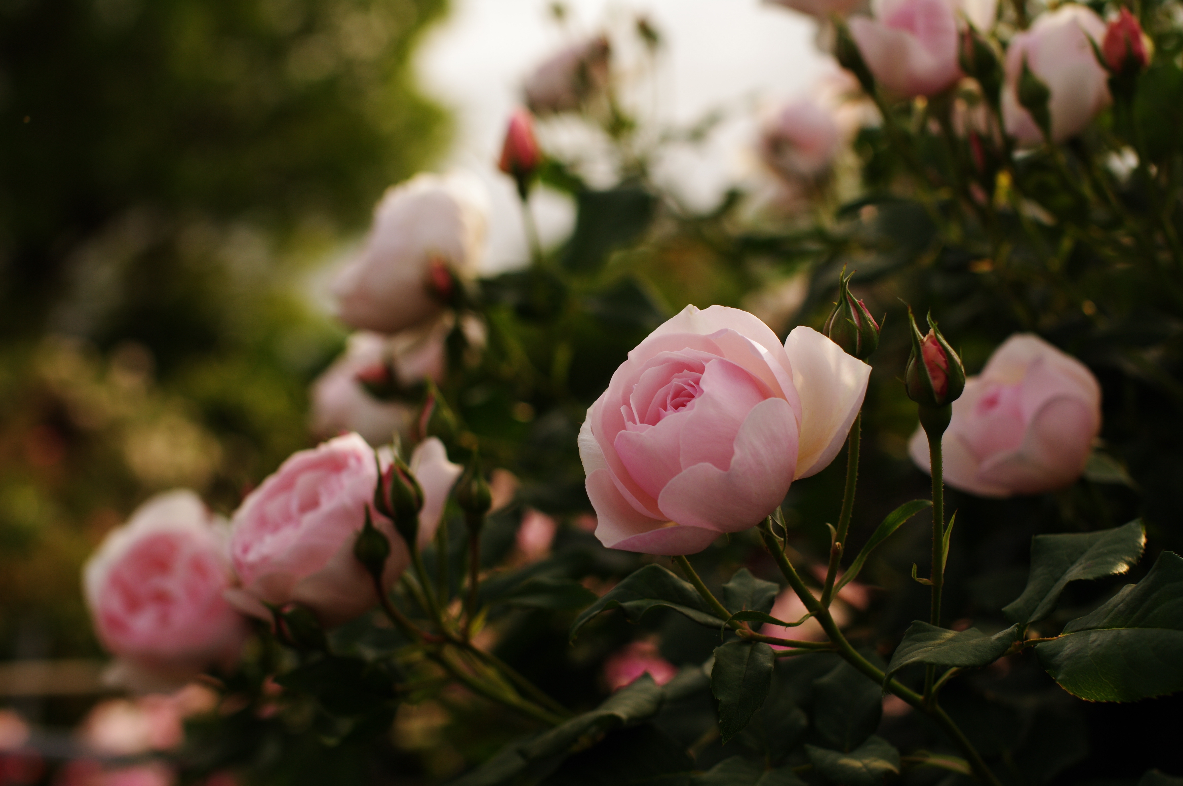 Handy-Wallpaper Roses, Bush, Blumen, Blätter, Busch, Garten, Knospen, Grüne, Grünen kostenlos herunterladen.