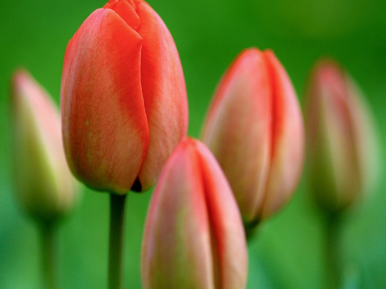 28492 Hintergrundbild herunterladen tulpen, pflanzen, blumen - Bildschirmschoner und Bilder kostenlos