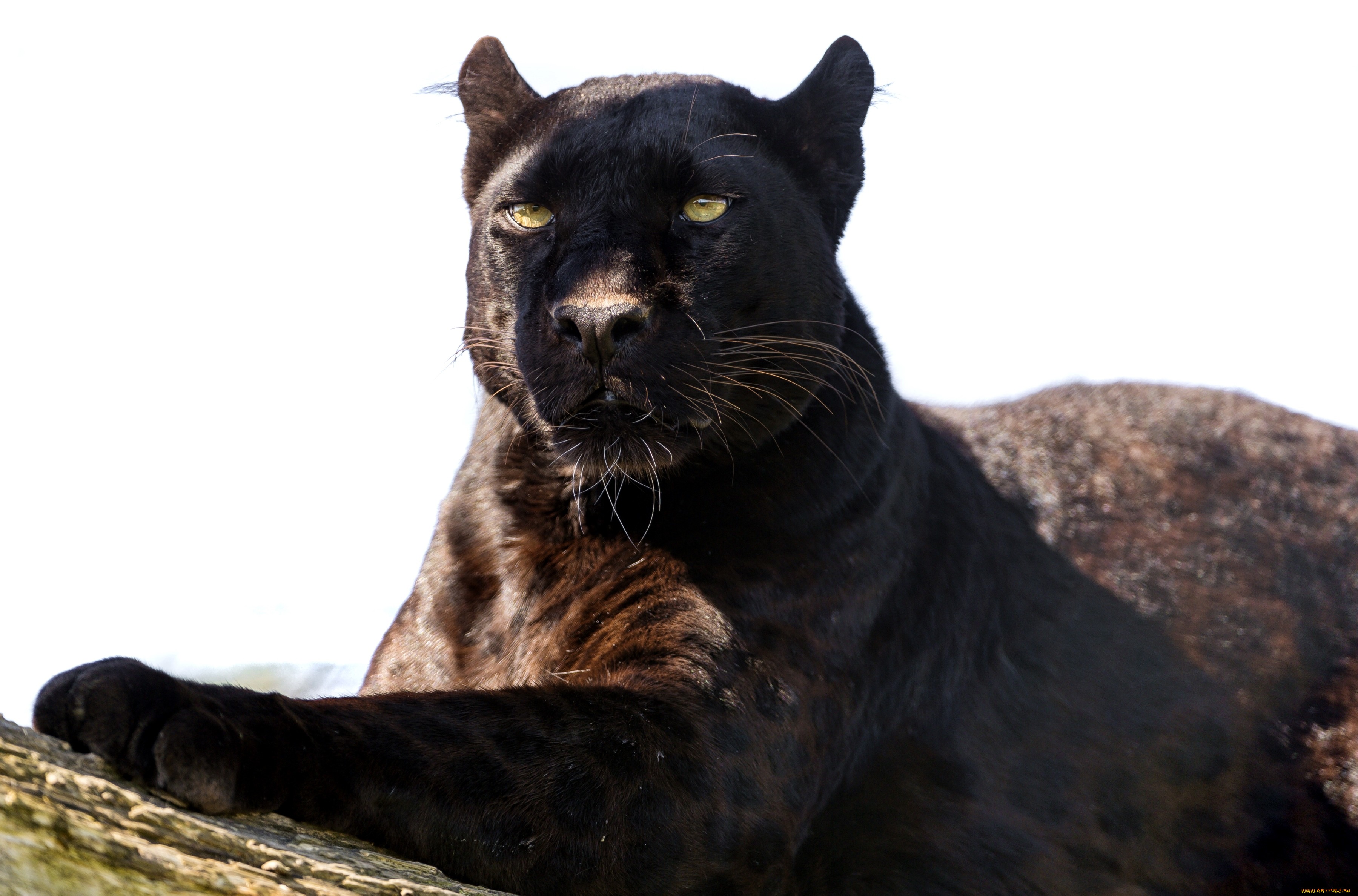 Анатолийский леопард черный