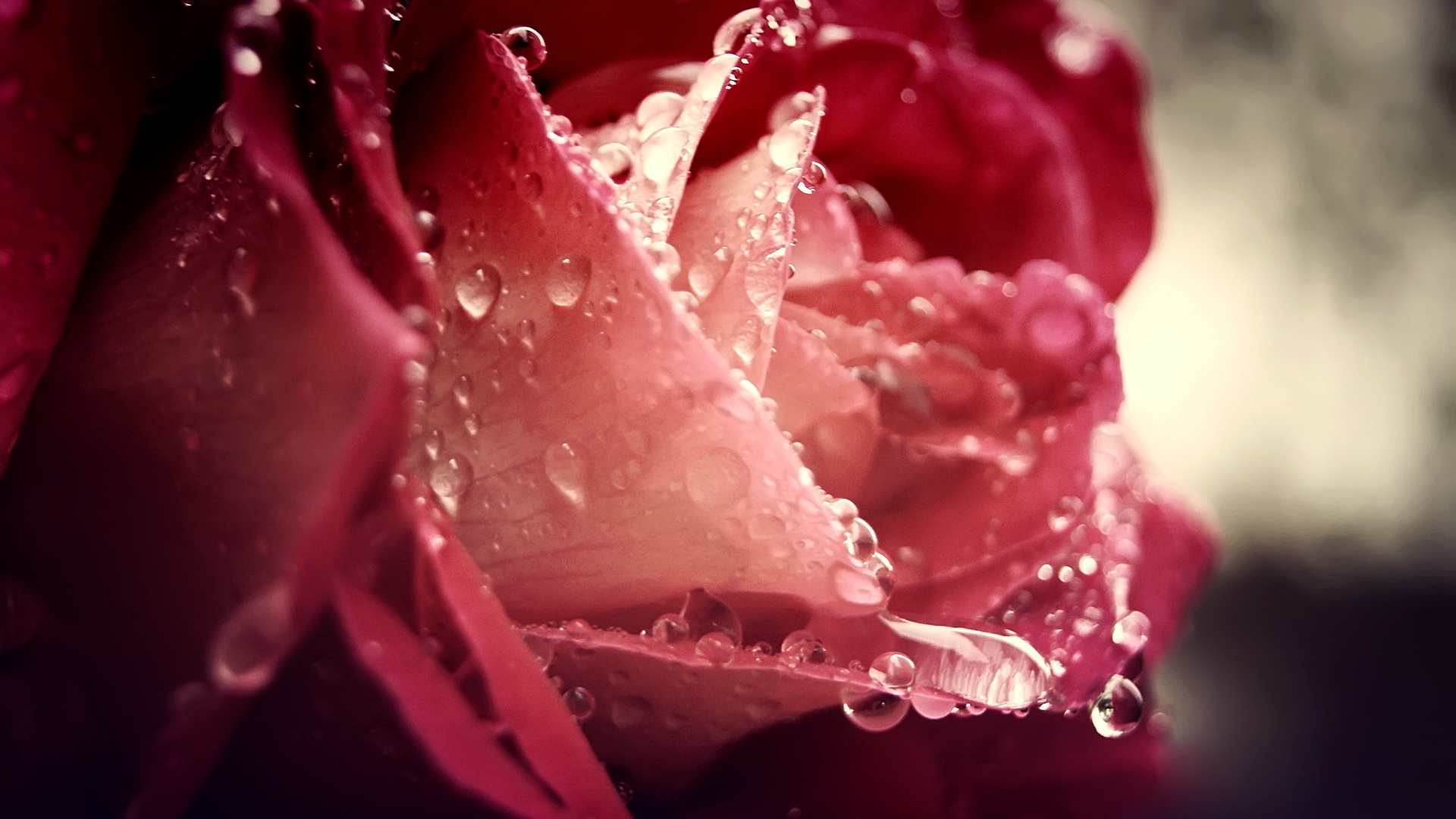 Baixe gratuitamente a imagem Flores, Rosas, Drops, Plantas, Fotografia Artística na área de trabalho do seu PC