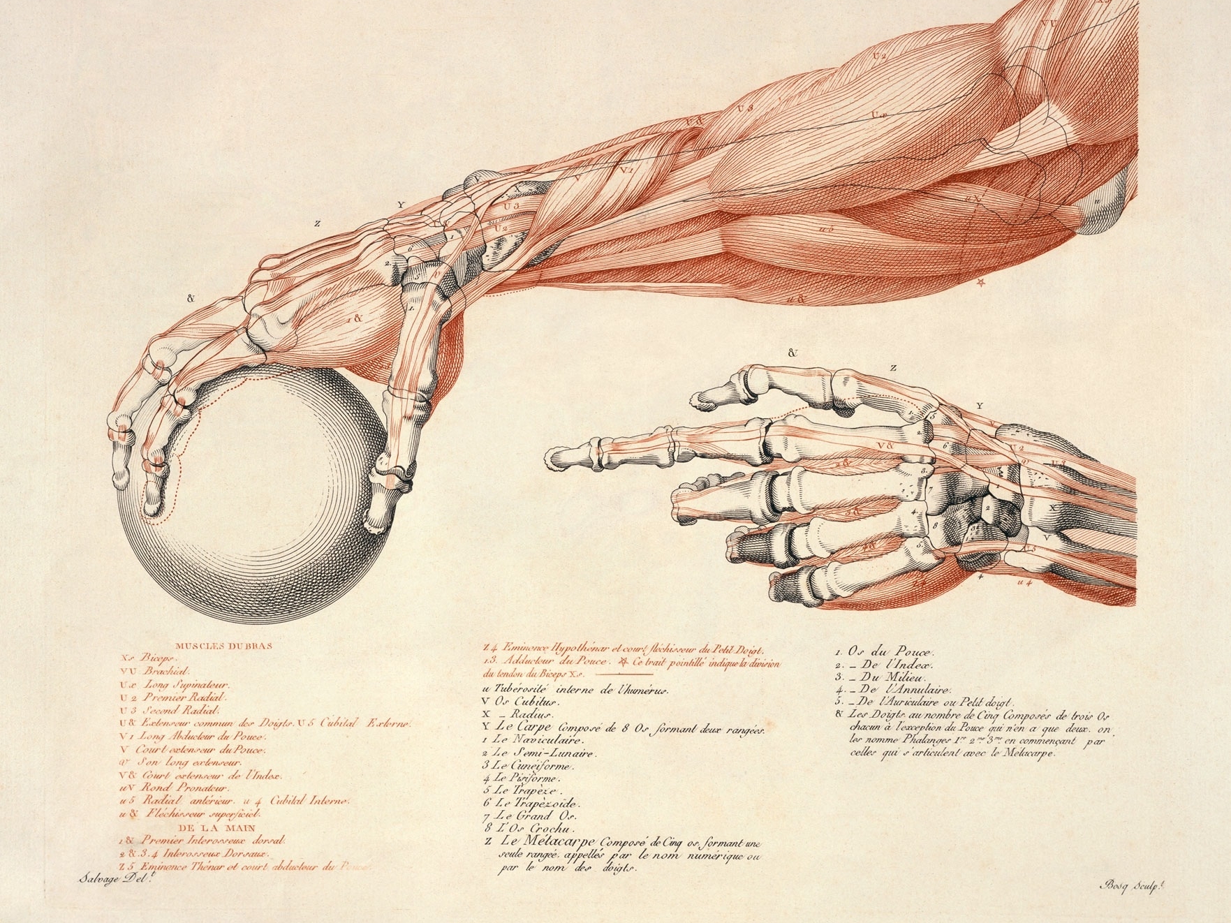 Пластическая анатомия дюваль