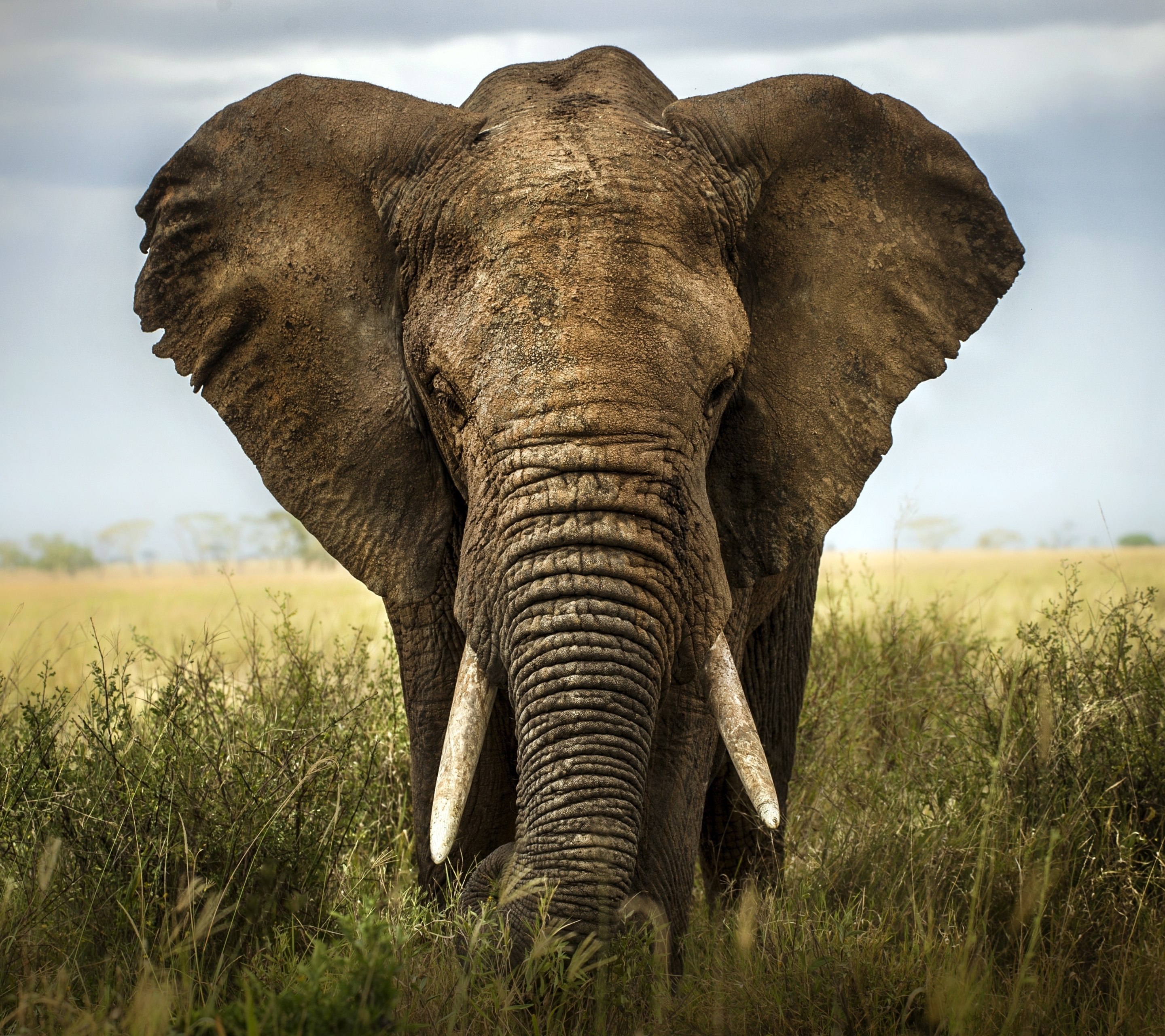 Рост африканского слона. Слон. Африканский слон. Слоны в Африке. Фото слонов.