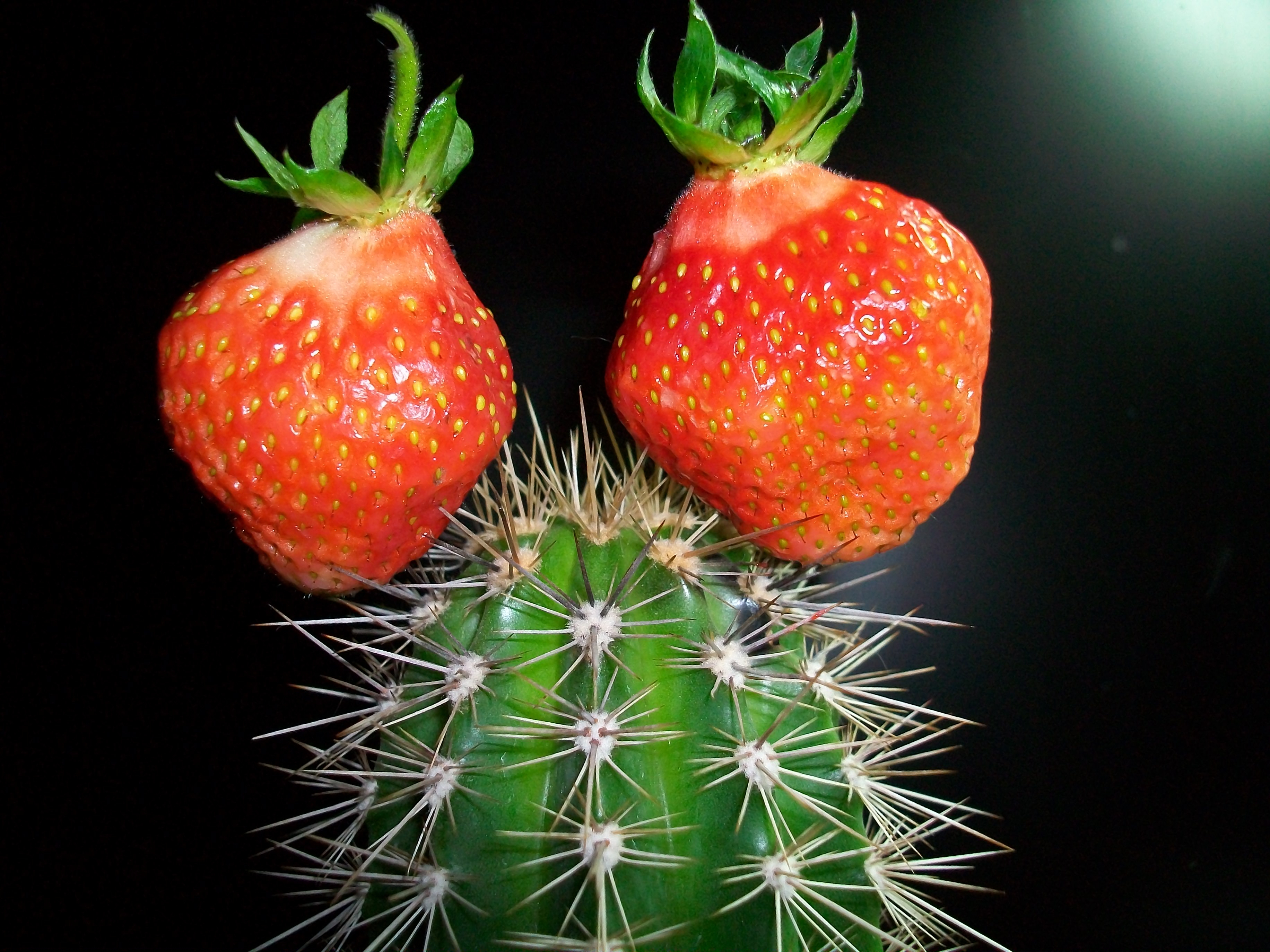 Laden Sie das Erdbeere, Verschiedenes, Sonstige, Kaktus, Kreativ-Bild kostenlos auf Ihren PC-Desktop herunter