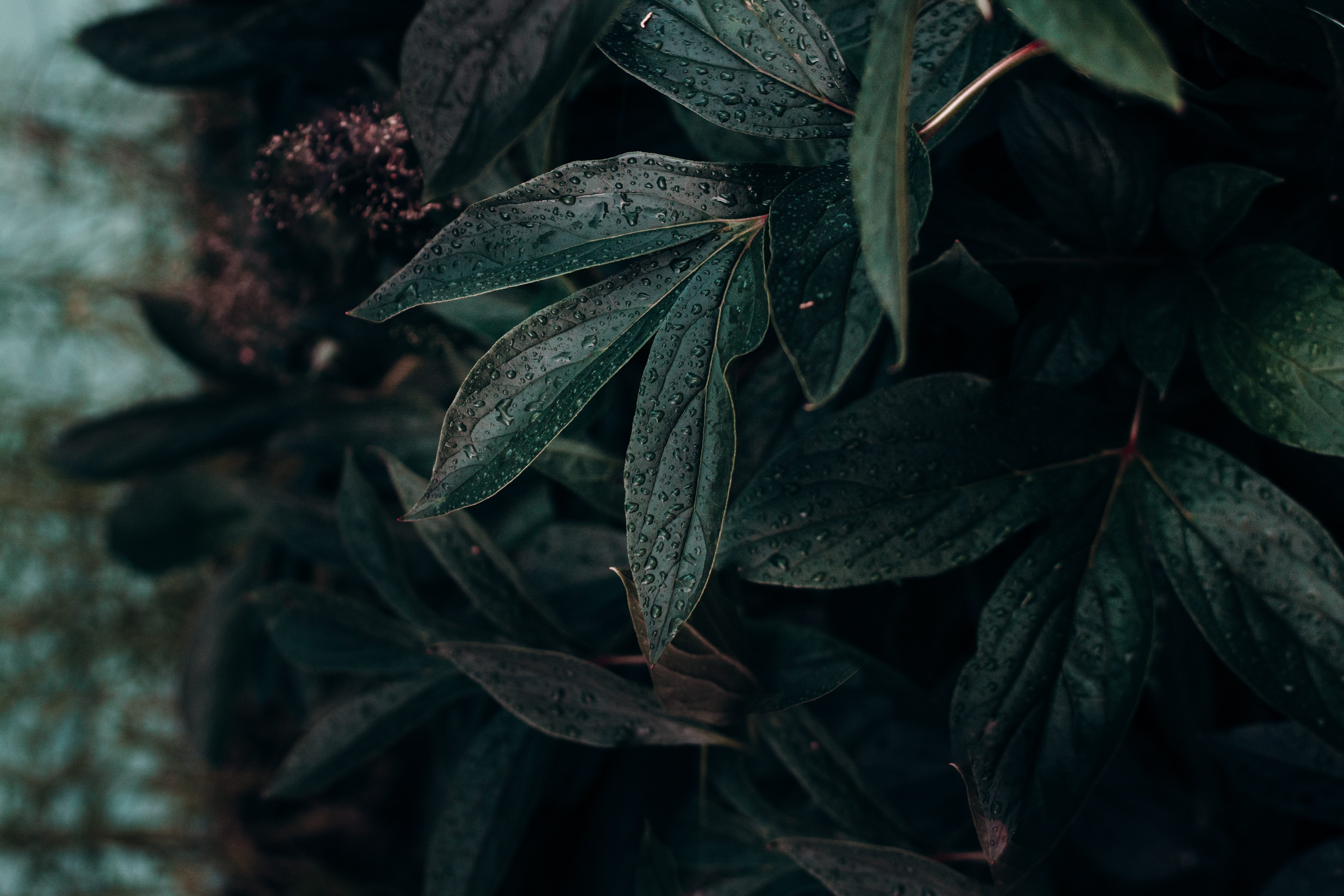 sheet, plant, dark, drops, macro, wet, leaf, humid phone background