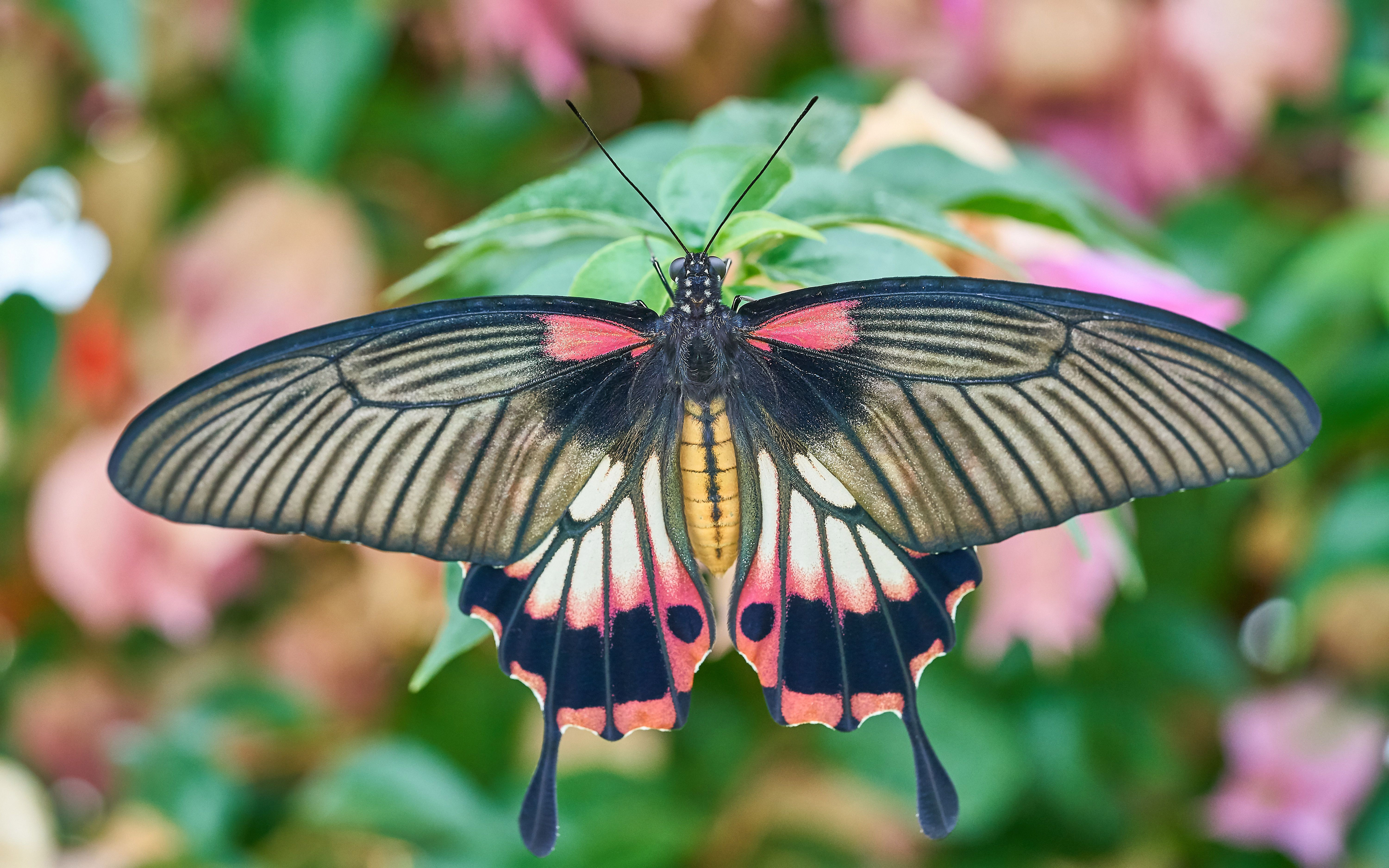 Бабочка на букву п. Хвостоносец Махаон. Бабочка парусник Махаон. Махаон Маака бабочка. Парусник Маака бабочка.