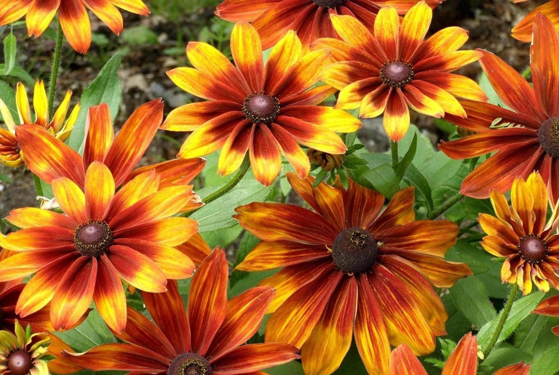 android bright, flowers, shine, light, flower bed, flowerbed, rudbeckia, rudbekia