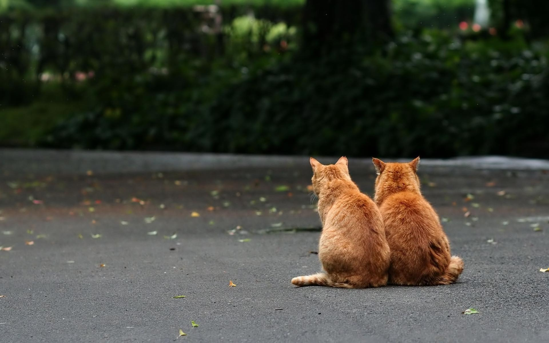 Рыжий кот на улице
