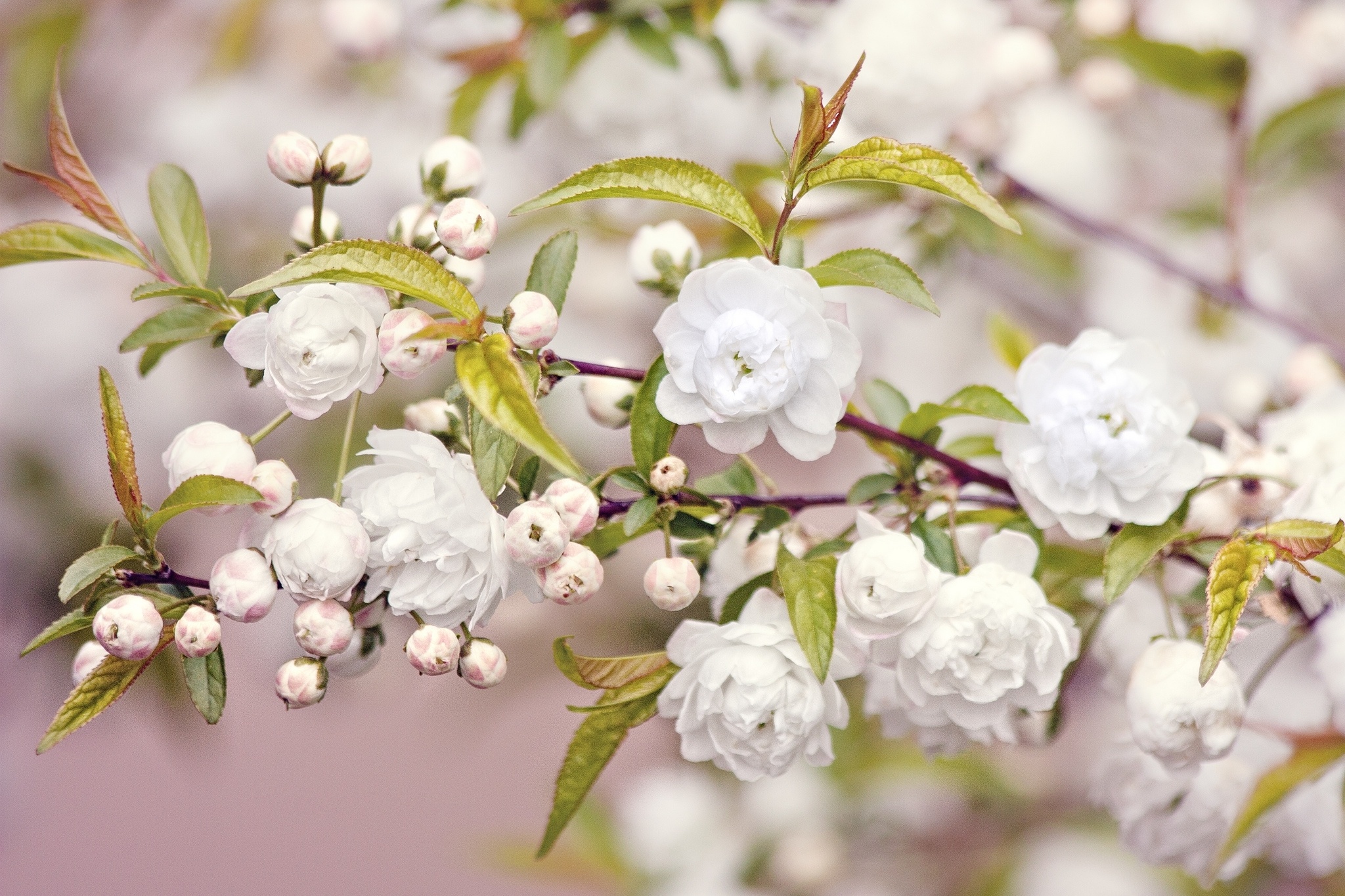 Обои про весну. Сакура белая махровая. Цветущие ветки. Цветущая яблоня. Весенние цветы.