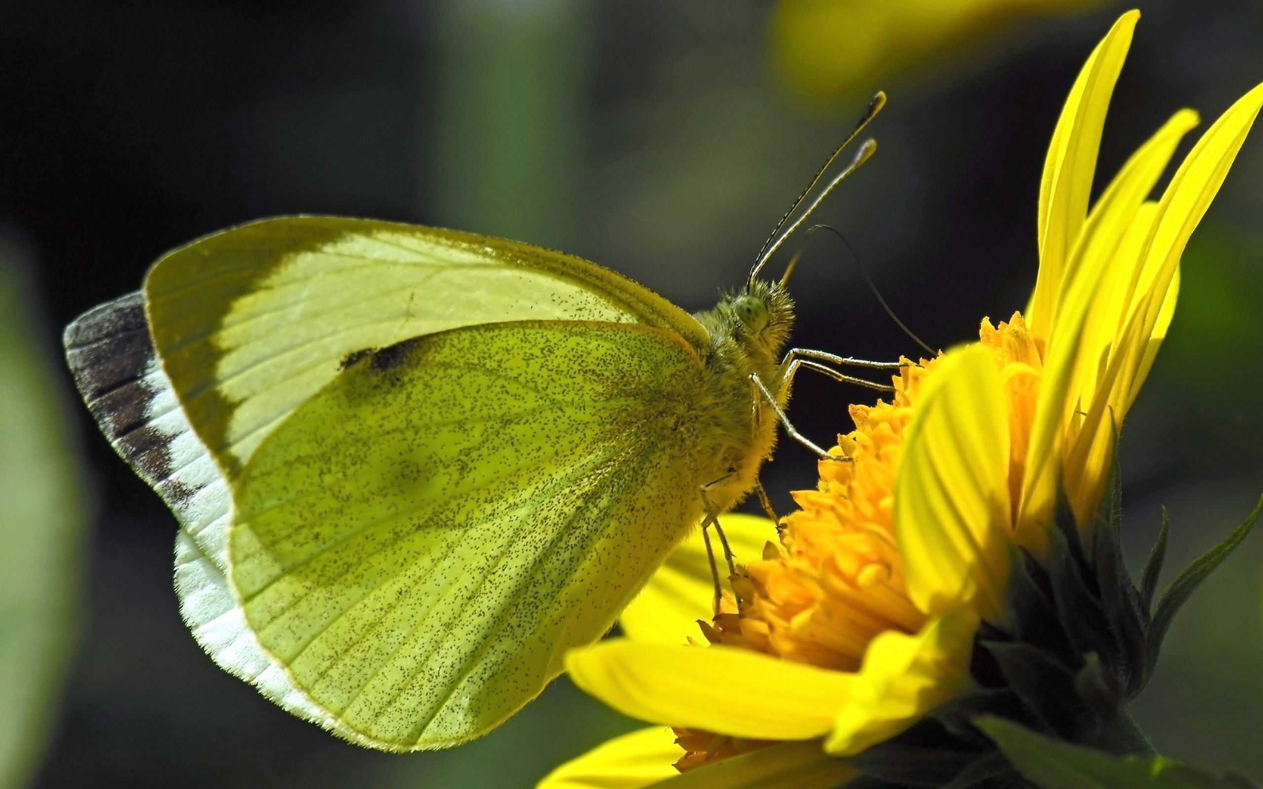 Лимонница желтая бабочка сидит. Оливковая ЭКОФОРА бабочка. Жёлтая бабочка. Желто зеленая бабочка. Бабочка белая с желтым.
