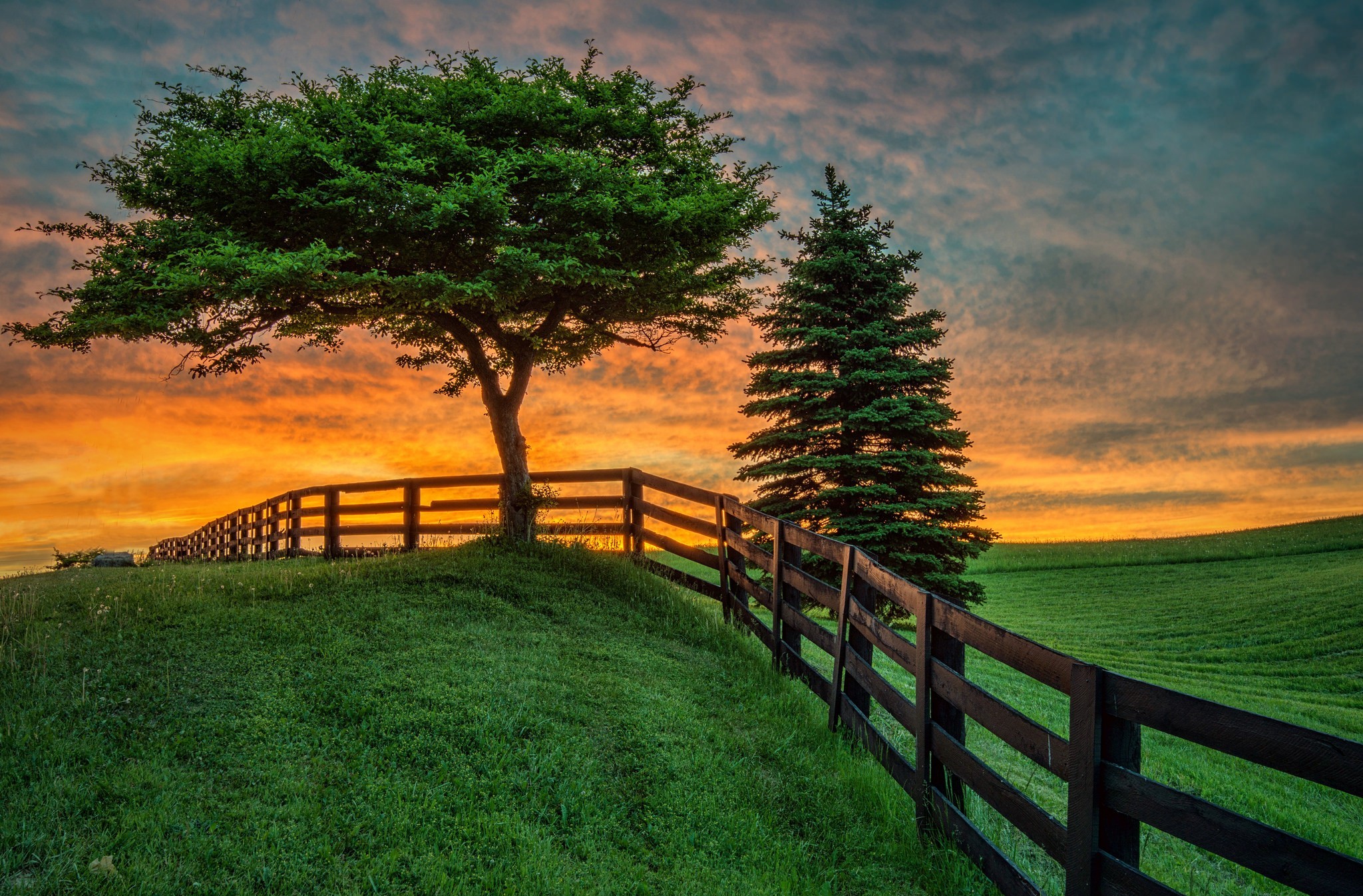 man made, fence, earth, field, grass, green, pine, sky, sunset, tree Full HD
