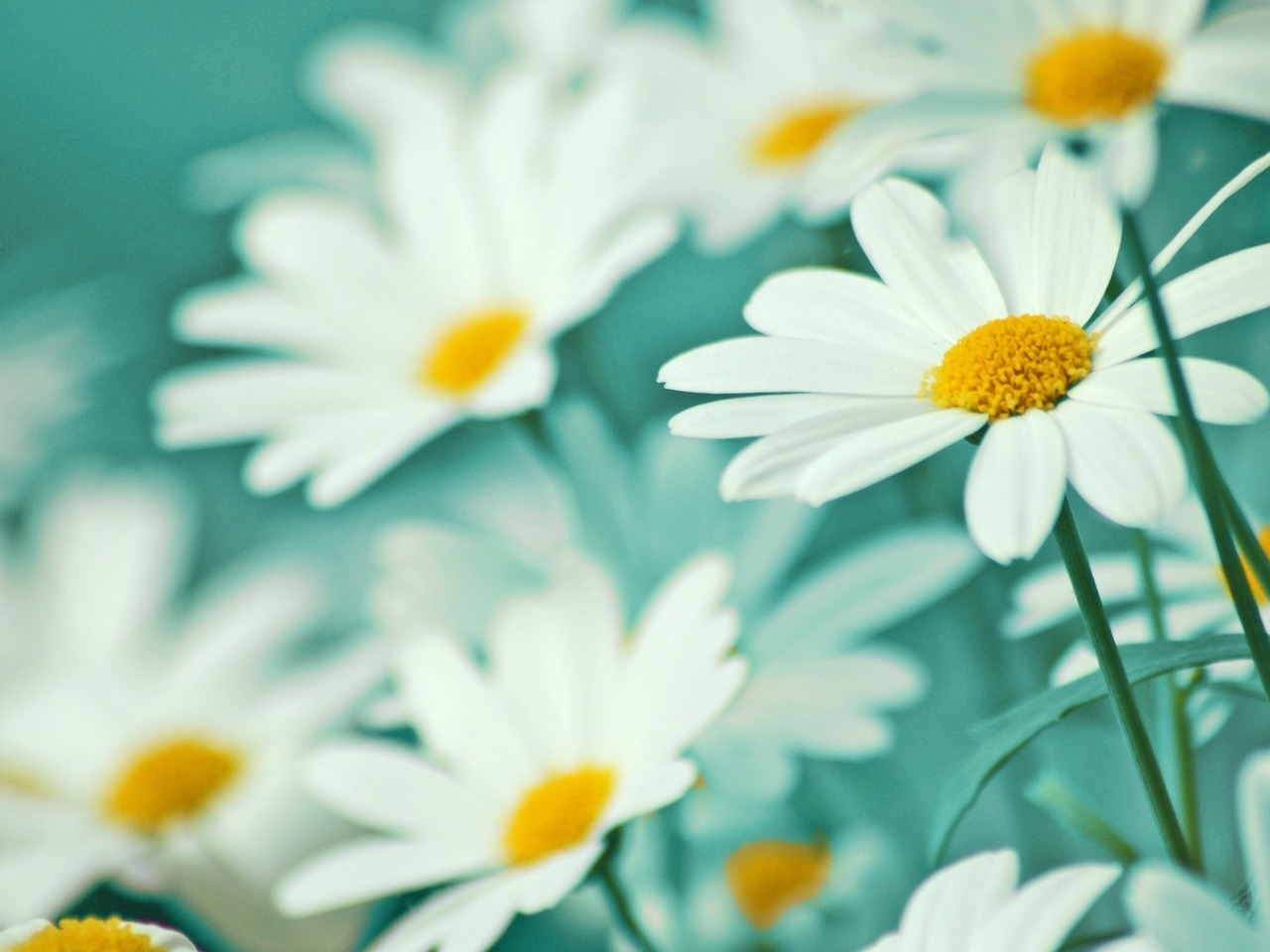 Download mobile wallpaper Camomile, Flowers, Plants for free.