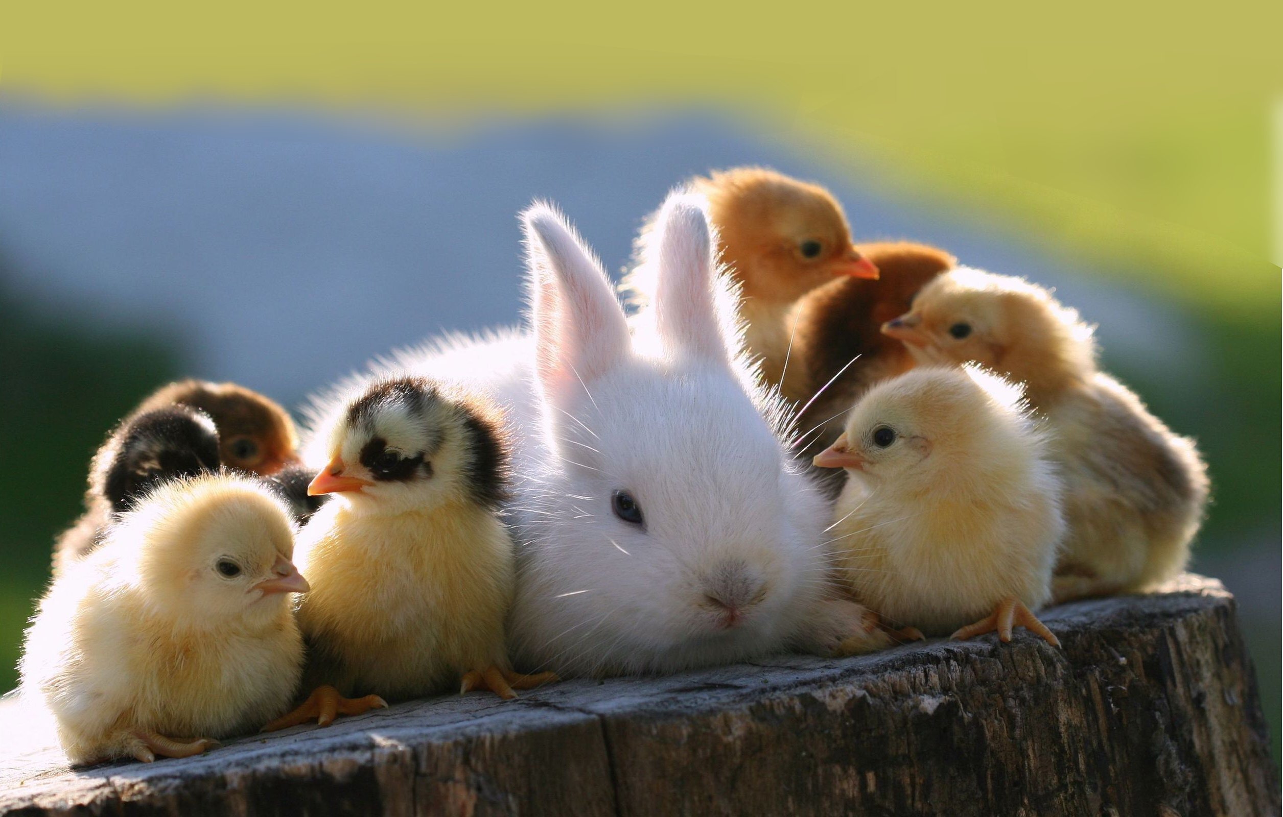 742597 下載圖片 动物, 可爱, 兔子, 小鸡, 鸡肉 - 免費壁紙和屏保