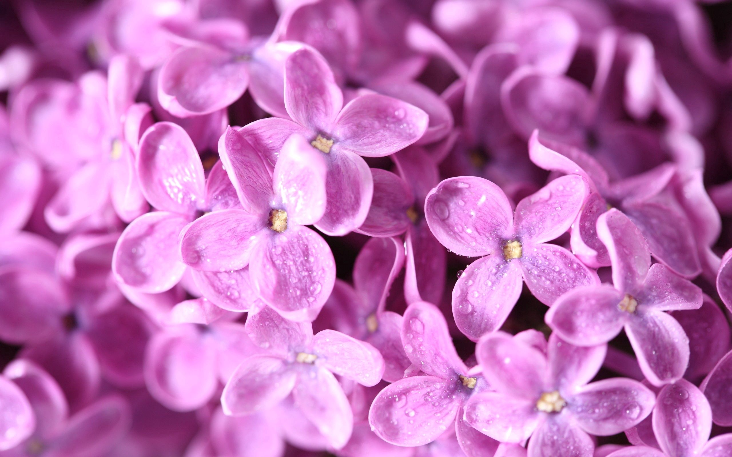 flowers, lilac, macro, petals, lots of, multitude