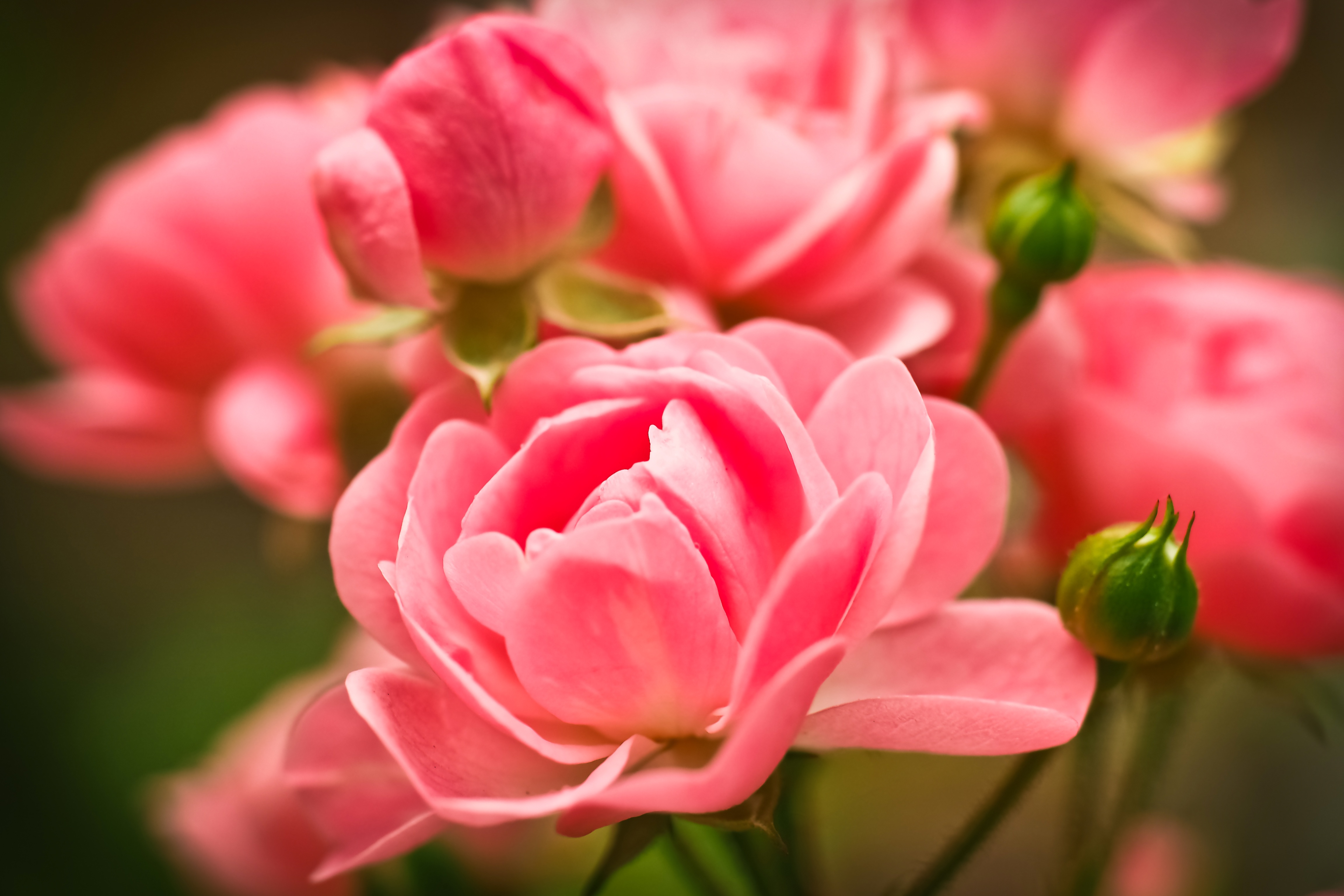 Скачать обои бесплатно Розовый, Бутоны, Цветы, Розы картинка на рабочий стол ПК