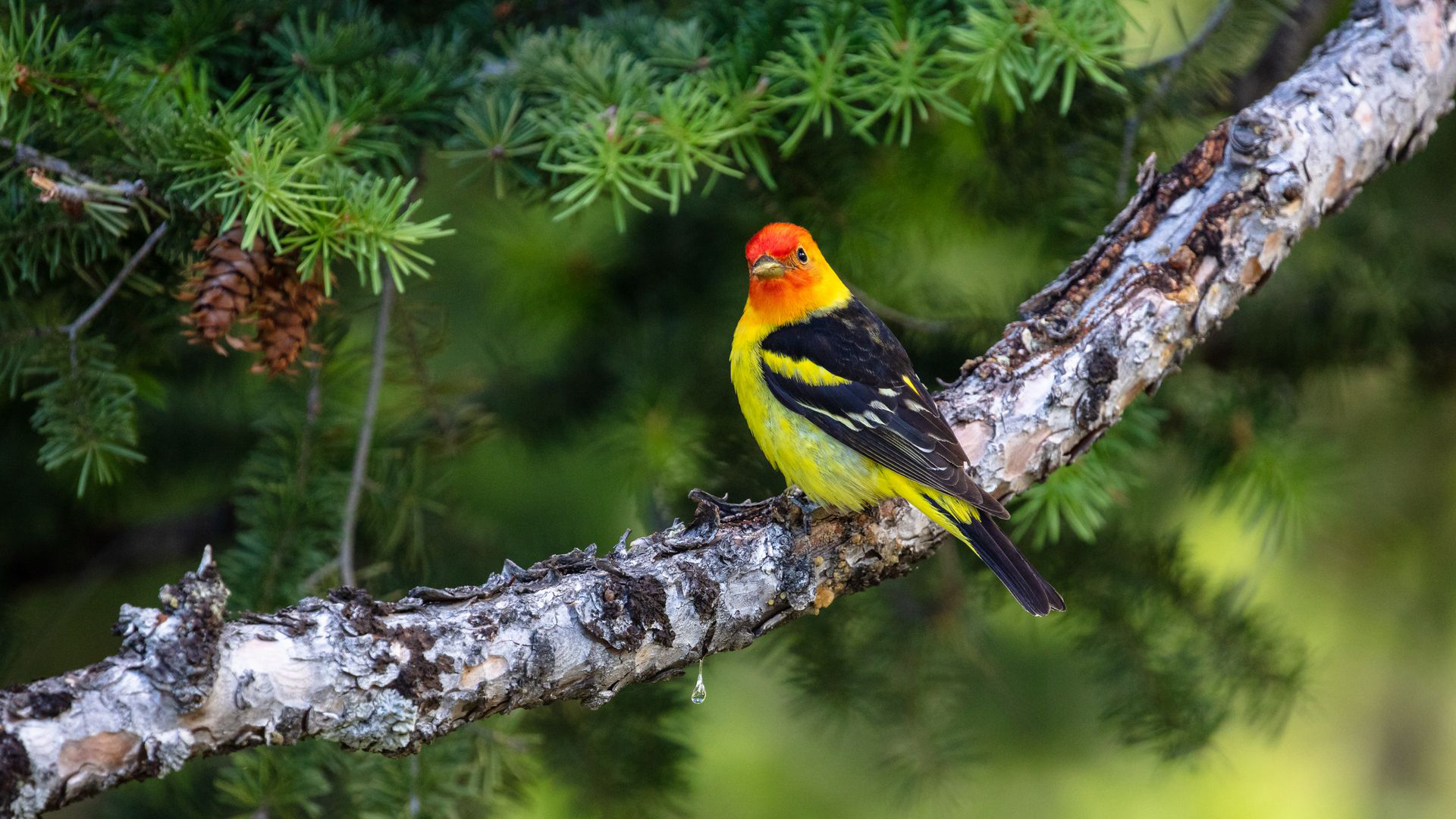1920 x 1080 picture animal, tanager, bird, branch, western tanager, birds