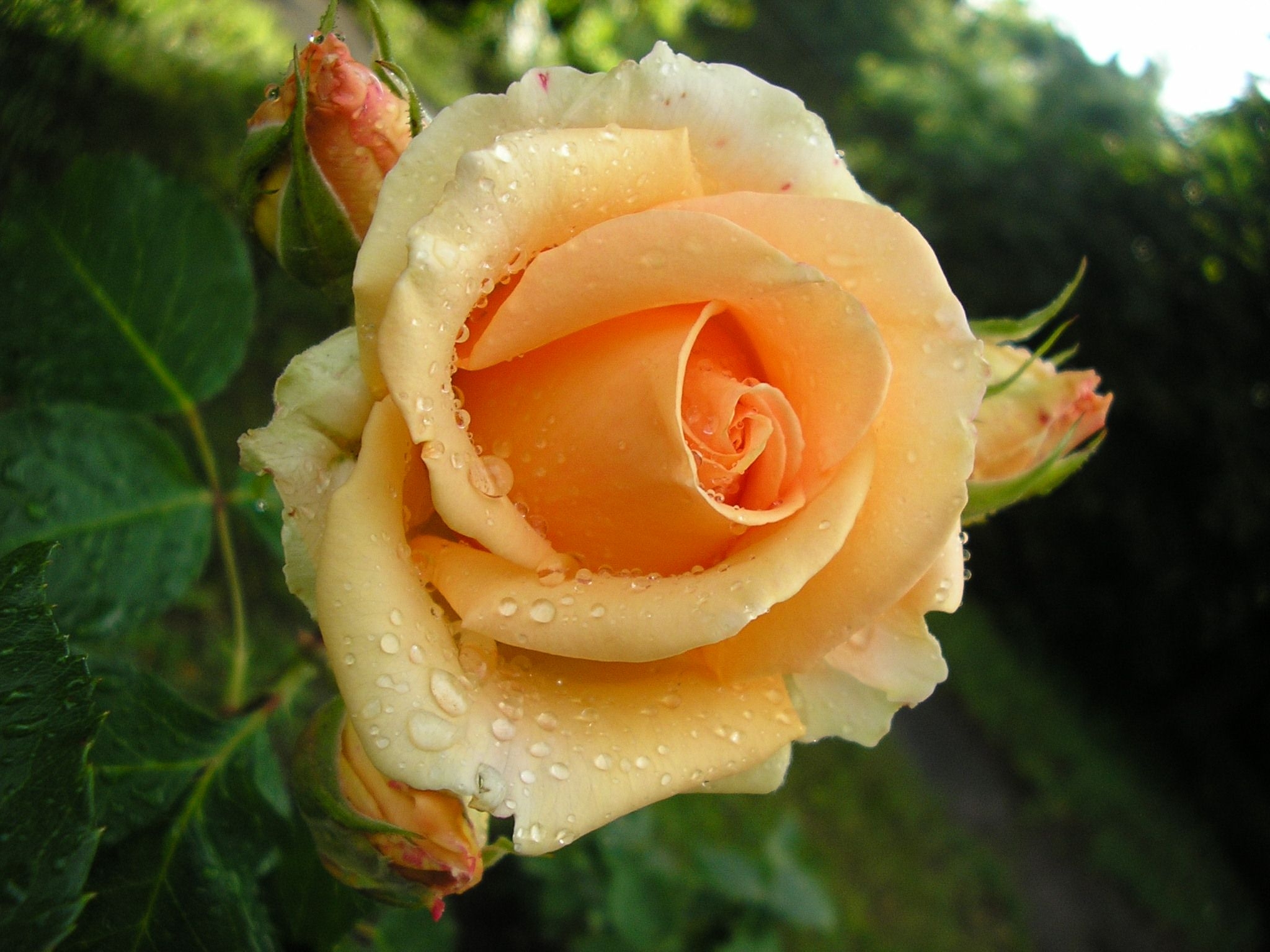Роза Версилия флорибунда
