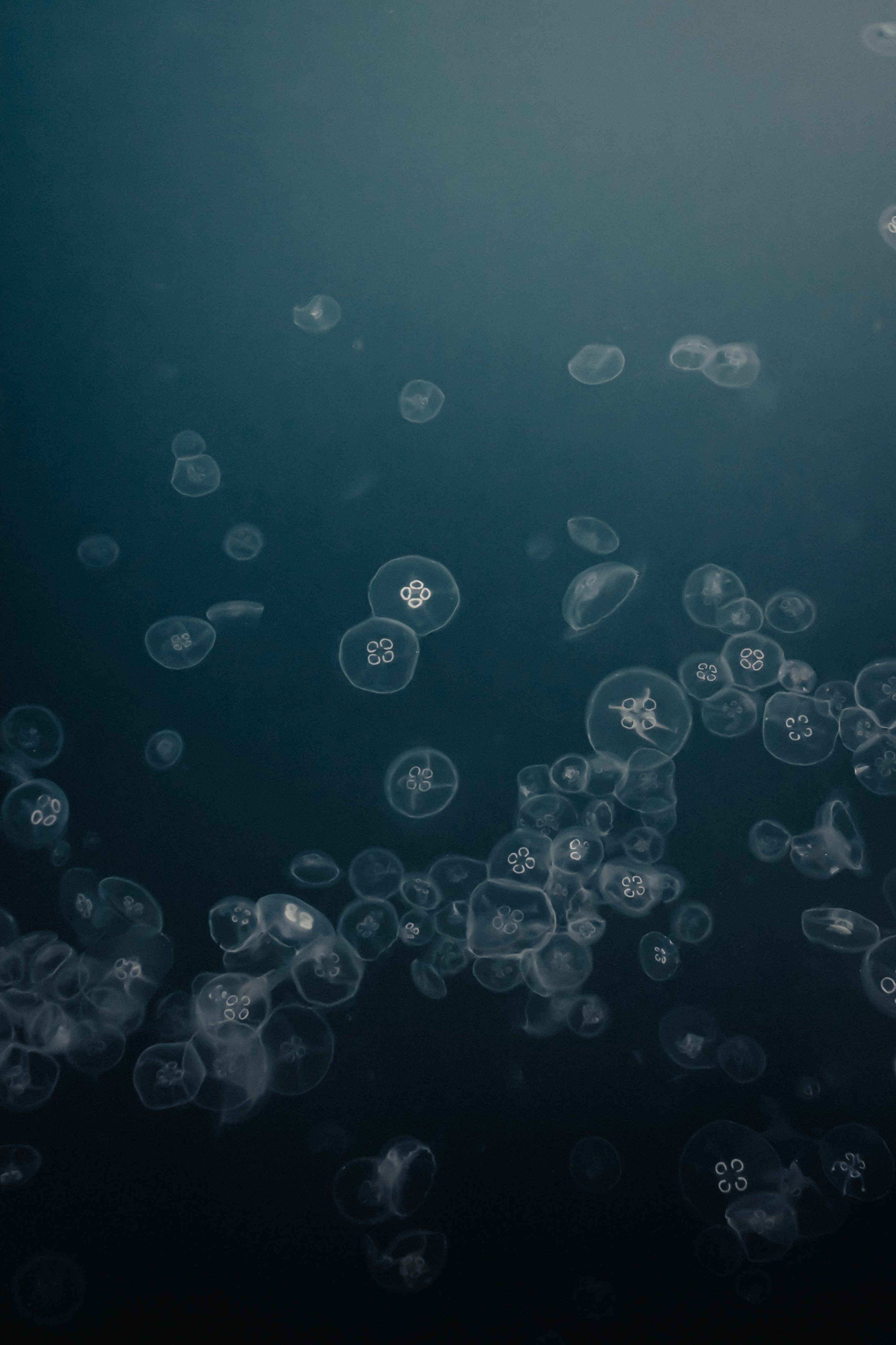 desktop Images under water, animals, water, jellyfish, grey, underwater