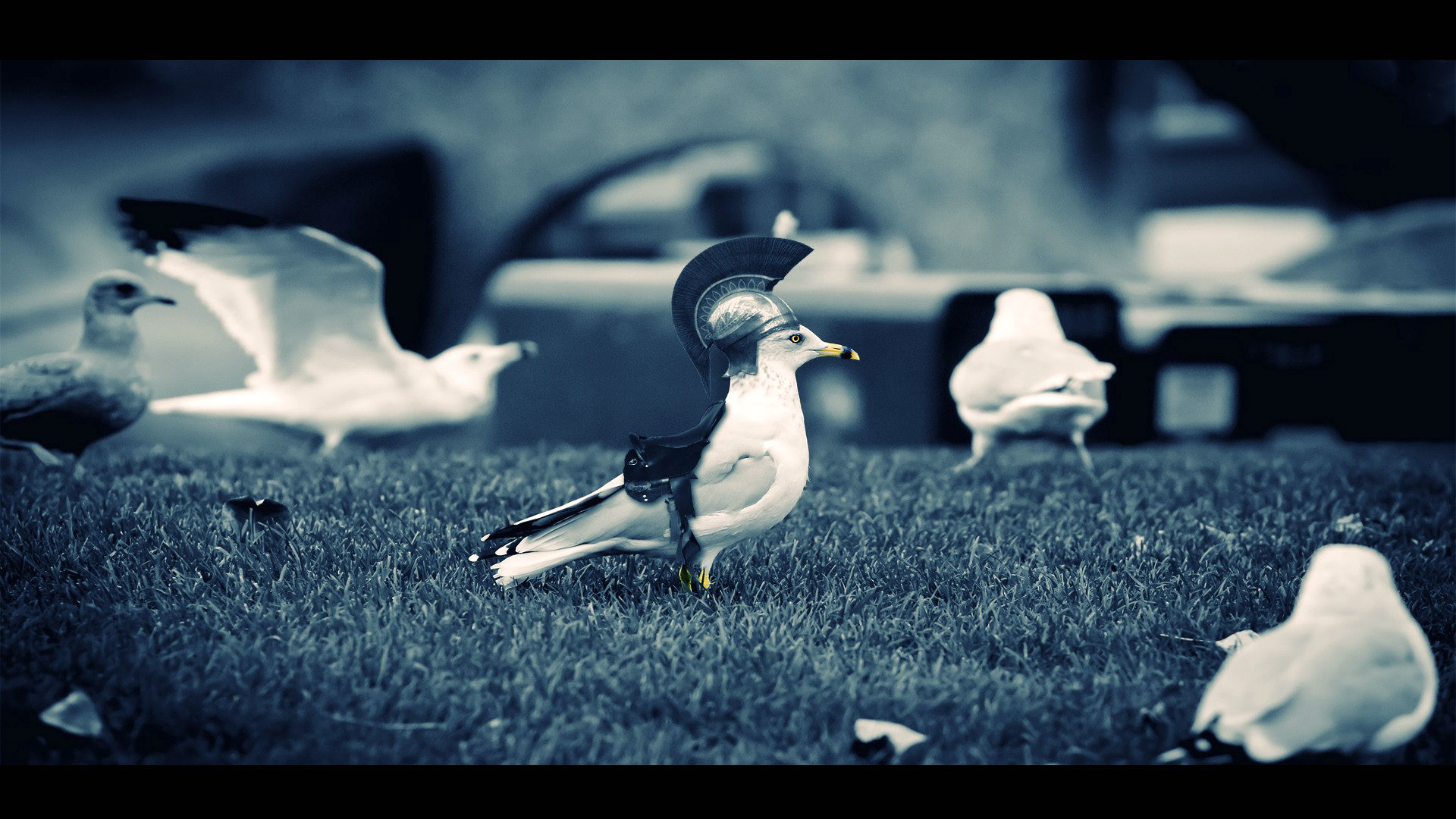 Download mobile wallpaper Manipulation, Funny, Humor, Bird, Photography for free.