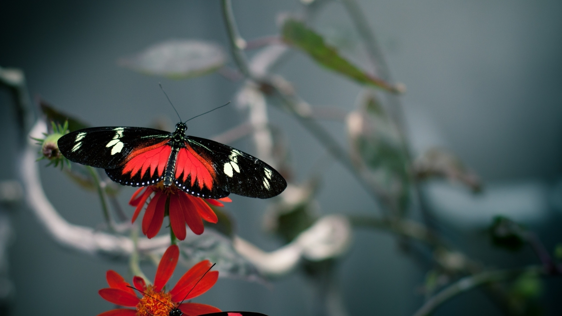Téléchargez des papiers peints mobile Animaux, Papillons gratuitement.