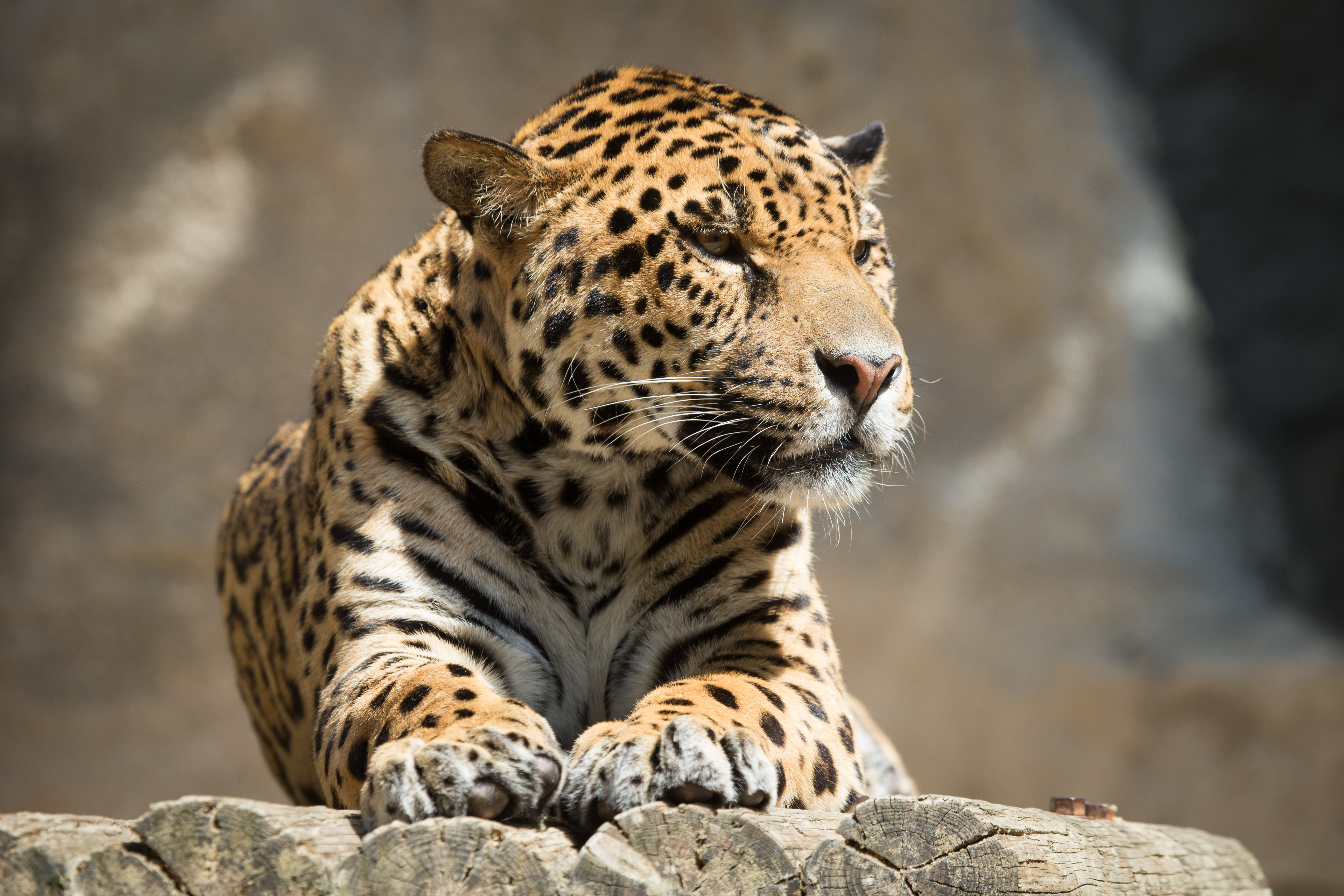 74107 descargar fondo de pantalla jaguar, animales, tumbarse, mentir, depredador, gato grande, bestia: protectores de pantalla e imágenes gratis