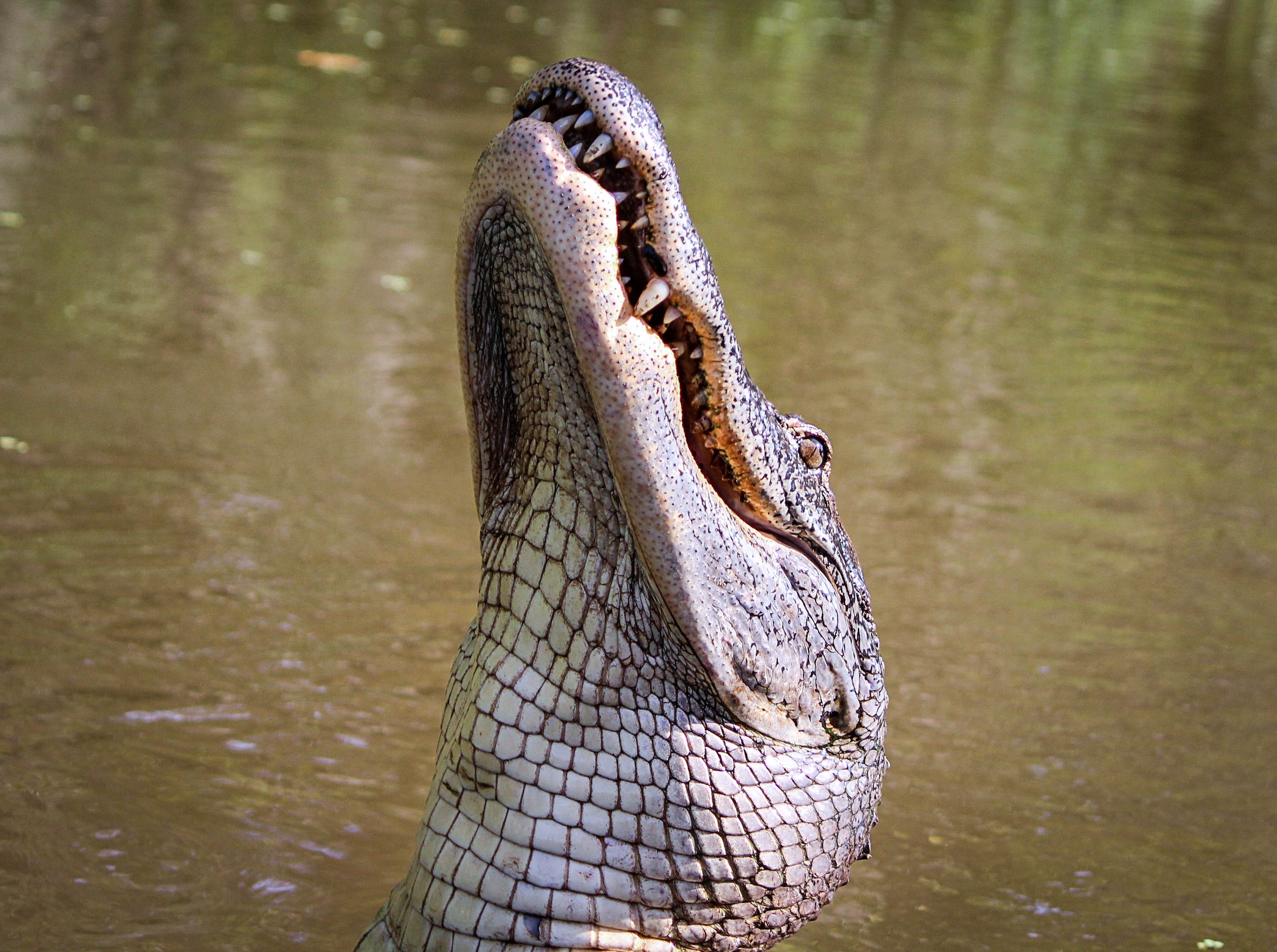Луизиана крокодилы