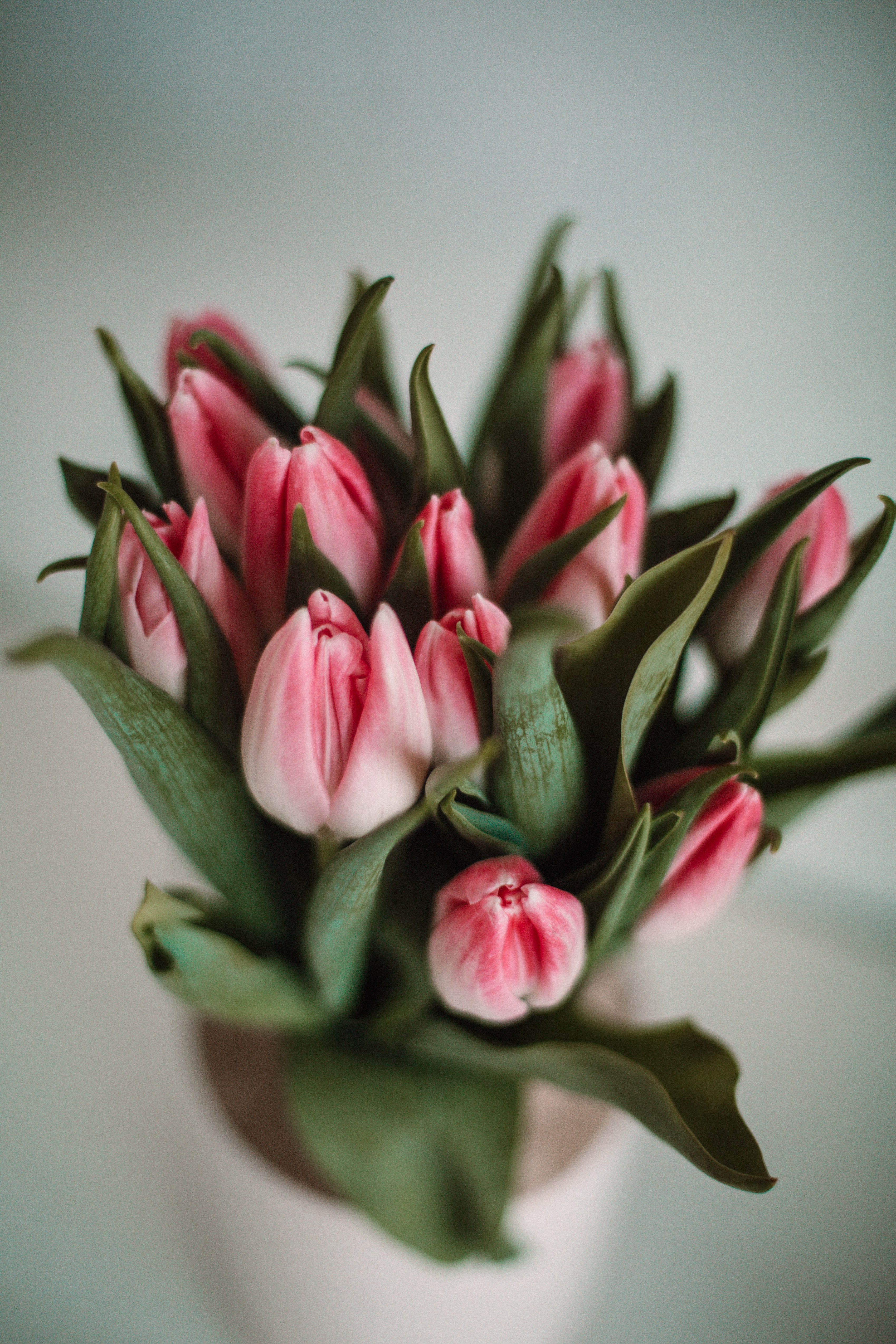 56417 скачать обои тюльпаны, цветы, листья, розовый - заставки и картинки бесплатно