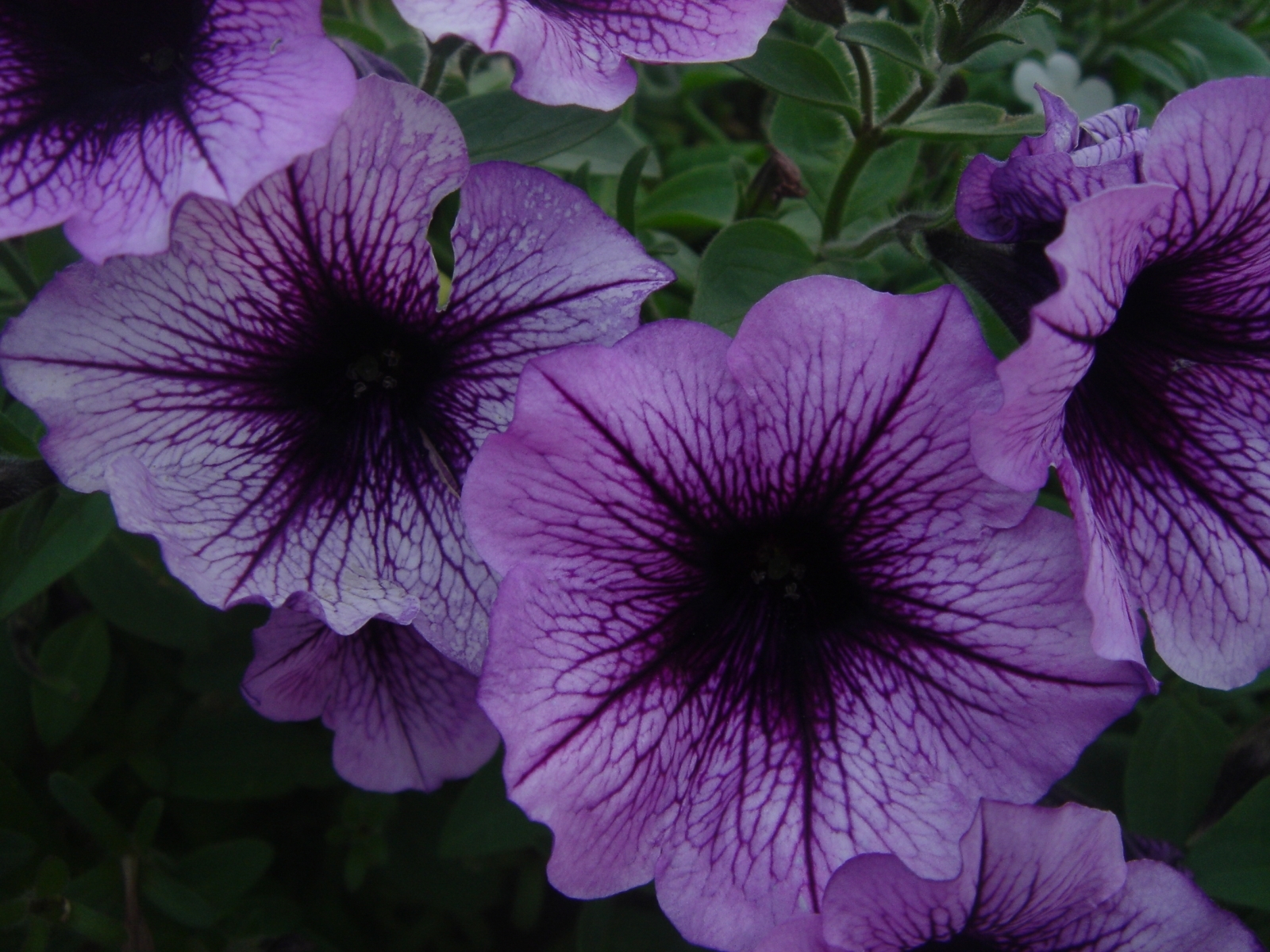Laden Sie das Pflanzen, Blumen, Bindweed-Bild kostenlos auf Ihren PC-Desktop herunter