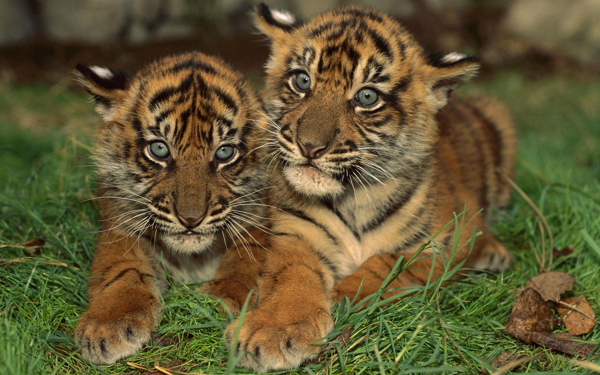 Download mobile wallpaper Young, Big Cat, Cubs, Tiger Cubs, Animals, Predator for free.