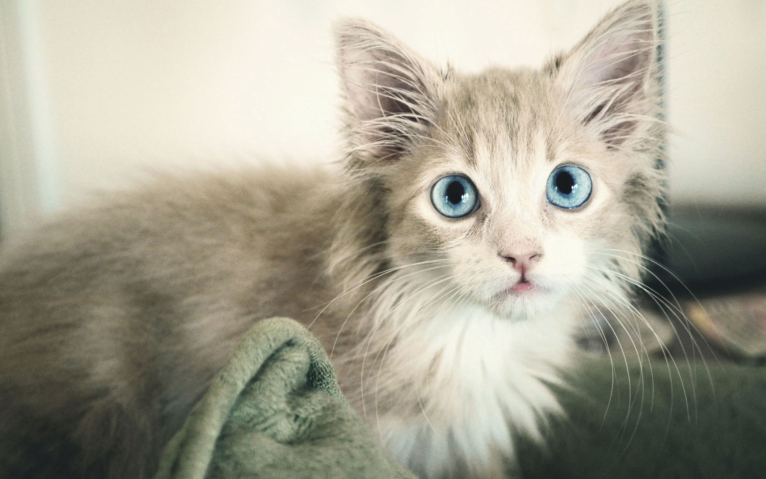 animals, kitty, kitten, wet, sight, opinion, blue eyed HD wallpaper